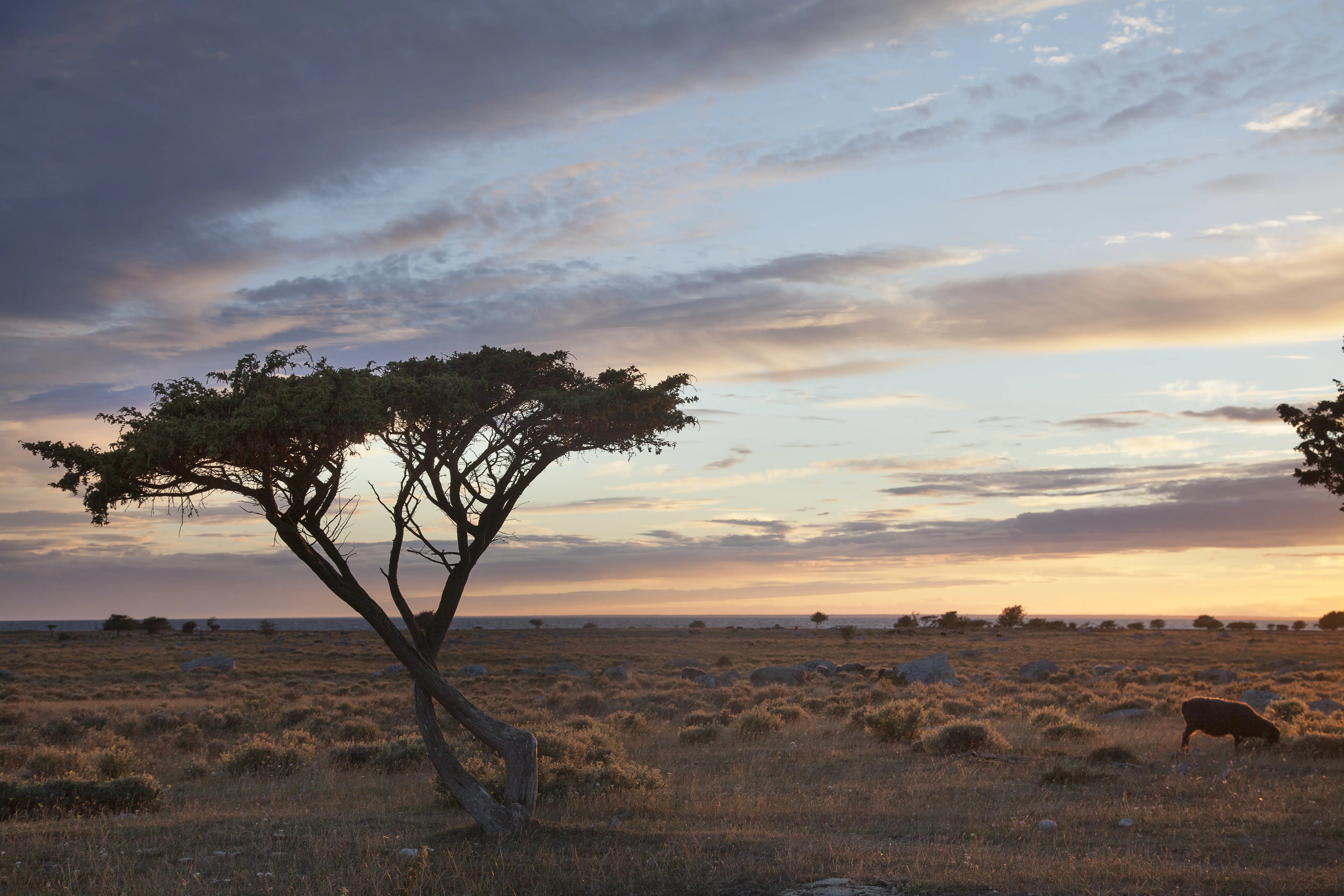 Ottenby kungsgård, vy över alvaret i kvällningen. Några får betar av den låga växtligheten. I förgrunden ett ensamt träd.