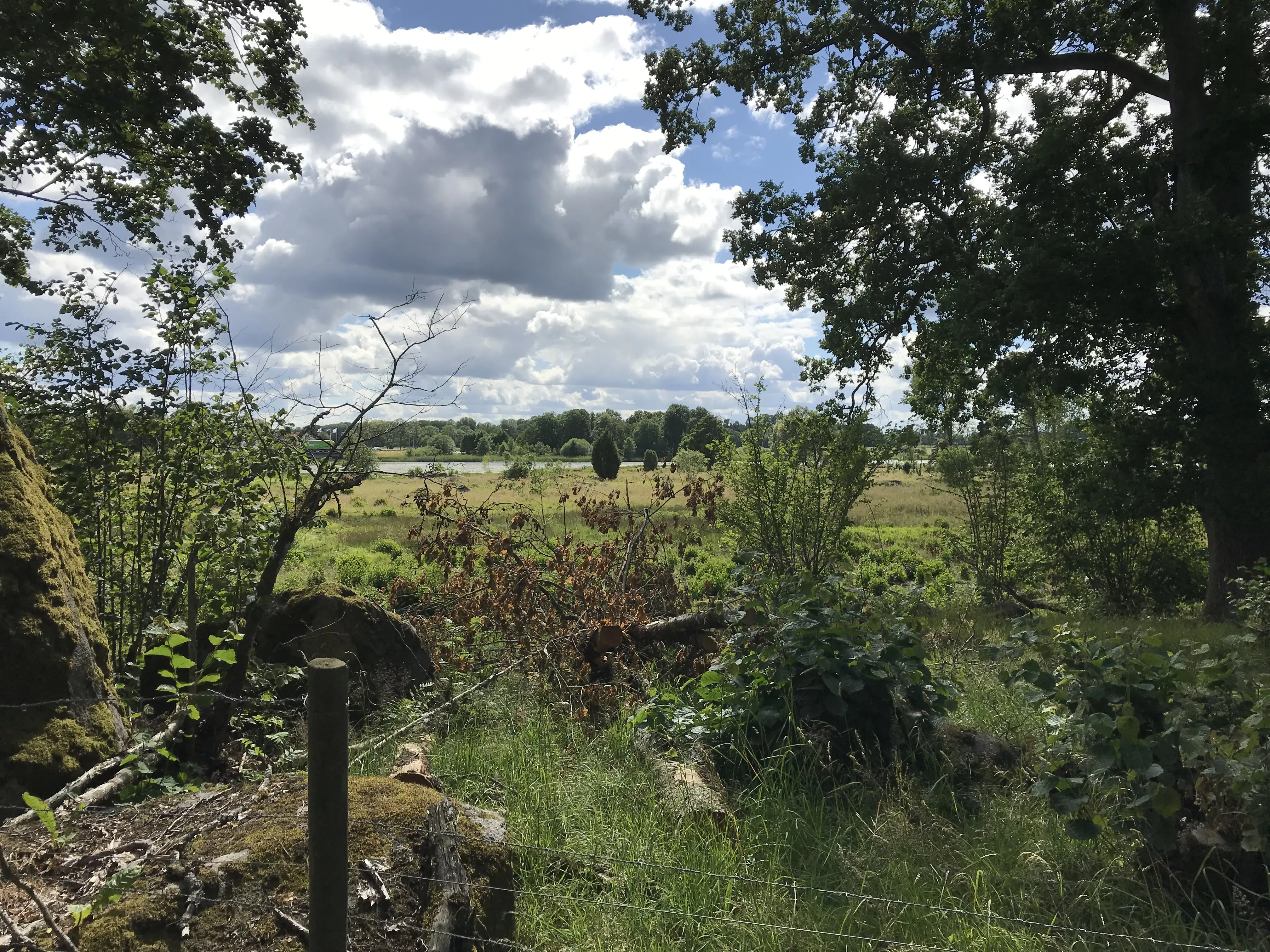 Skogsbryn där sly huggits bort kring en en gammal ek.