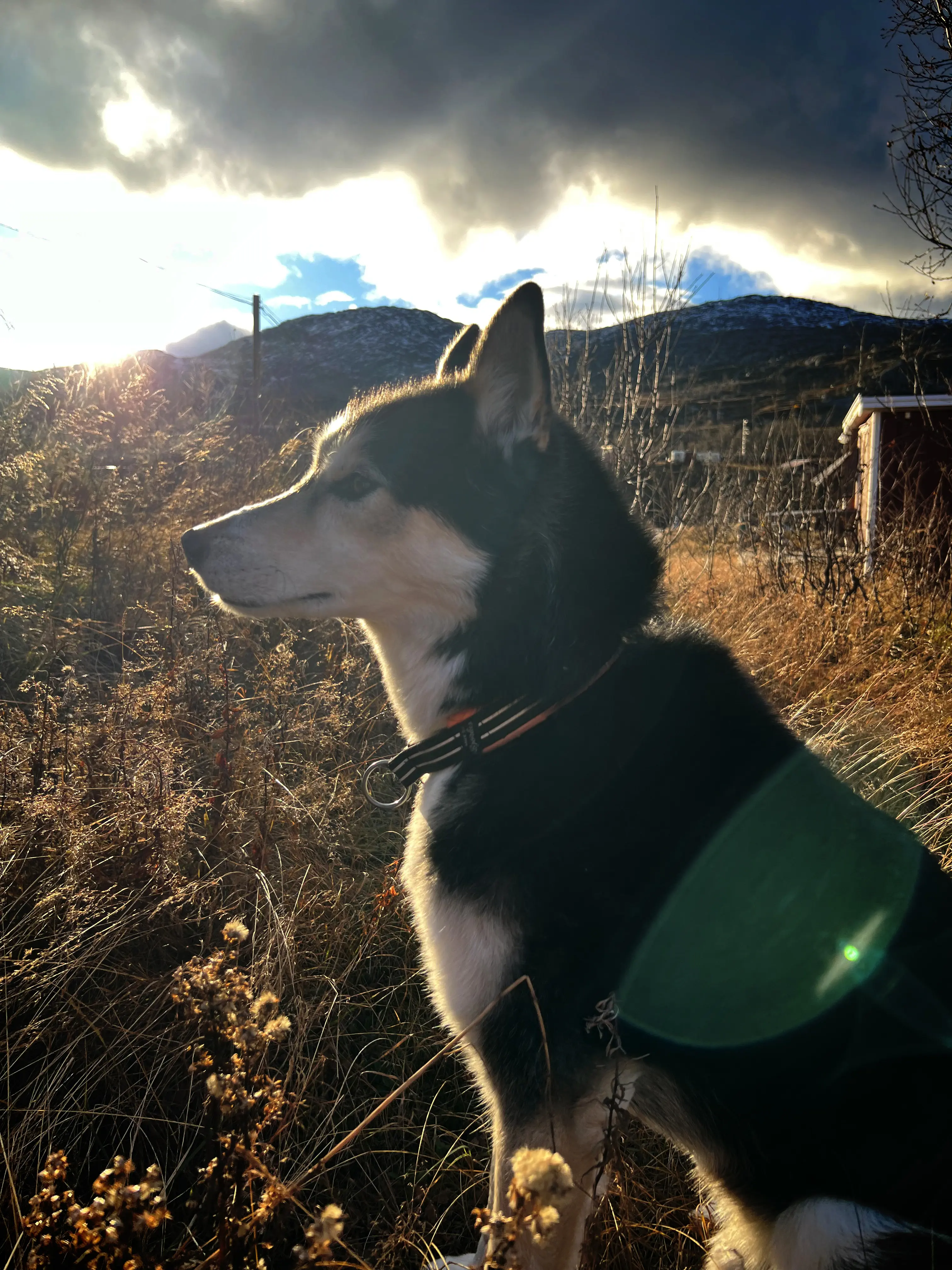 En svart och vit hund sitter i högt gräs i motljus.