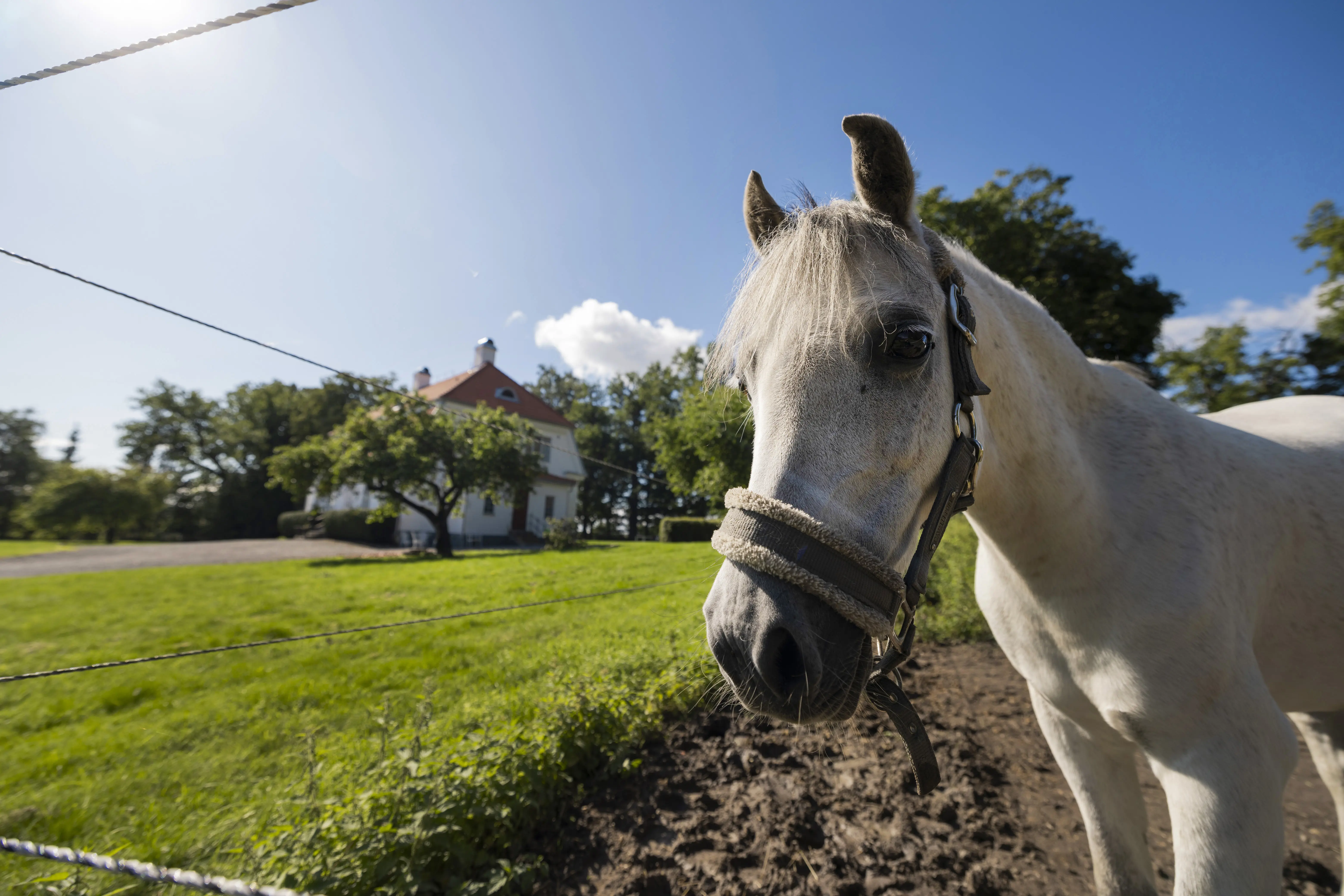 Häst på Strömsviks kungsgård