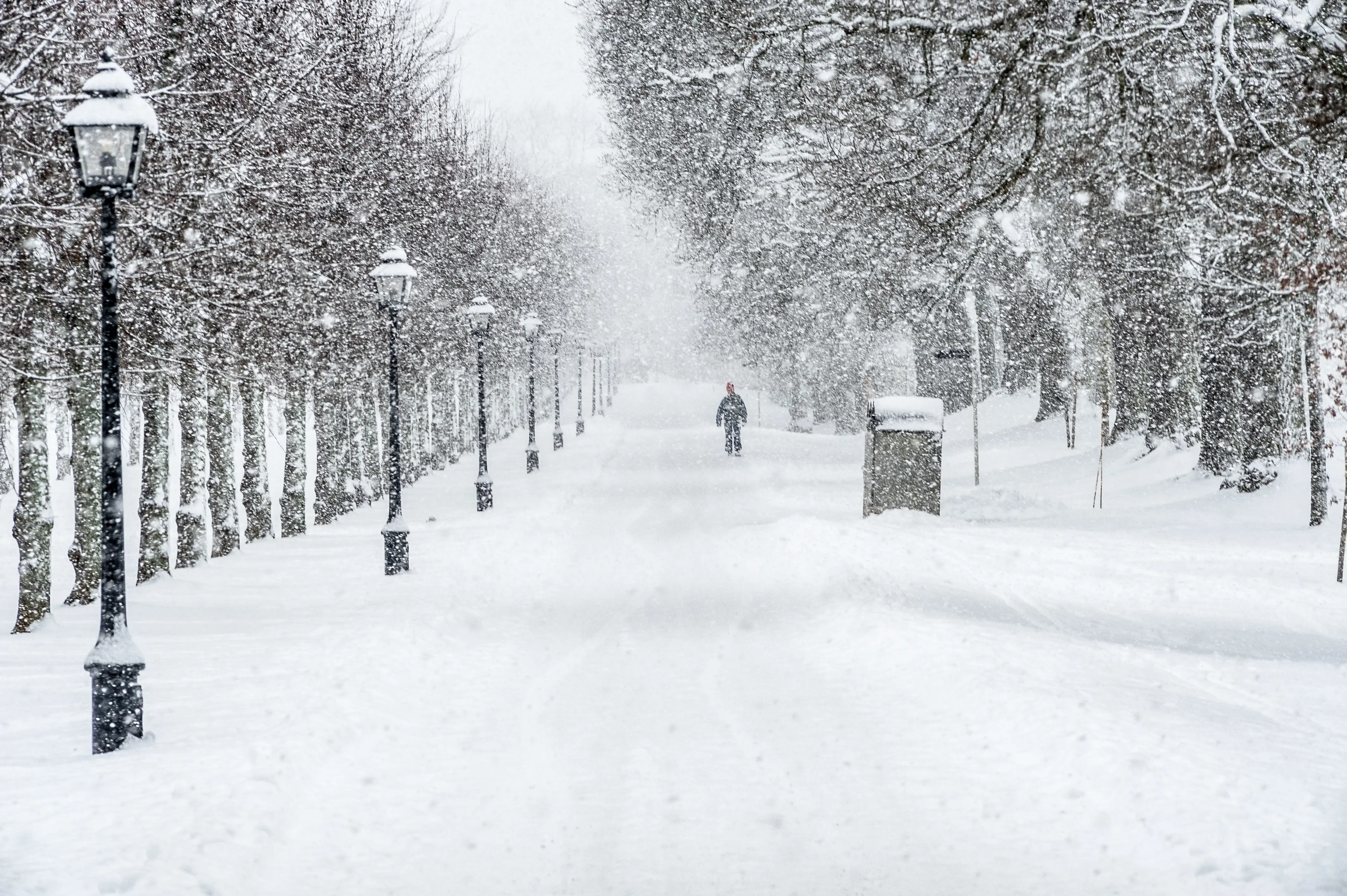 Drottningholms slottspark. En av lindalléerna i ymnigt snöfall. En besökare på promenad skymtar bland snöflingorna.