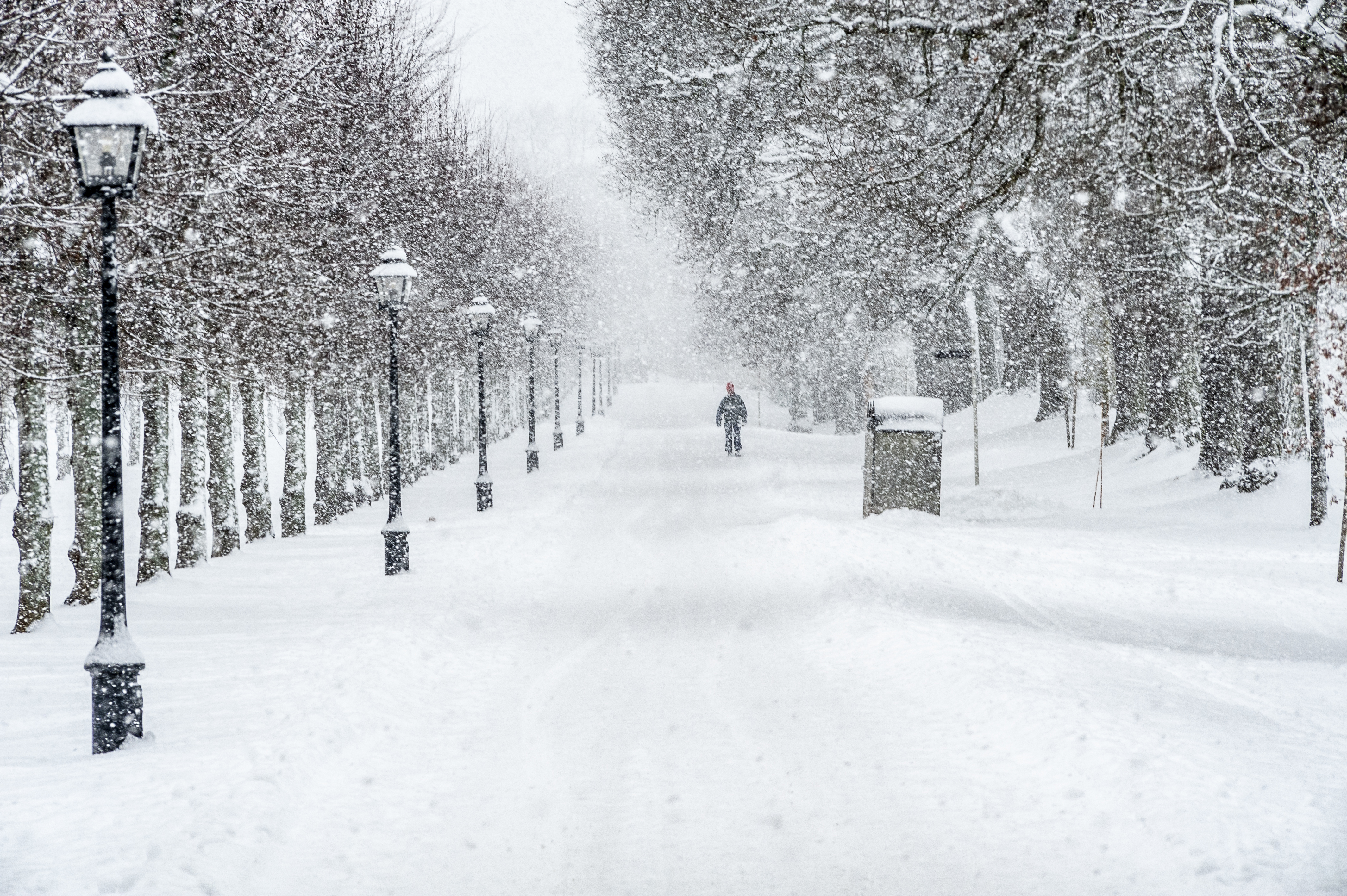 Drottningholms slottspark. En av lindalléerna i ymnigt snöfall. En besökare på promenad skymtar bland snöflingorna.