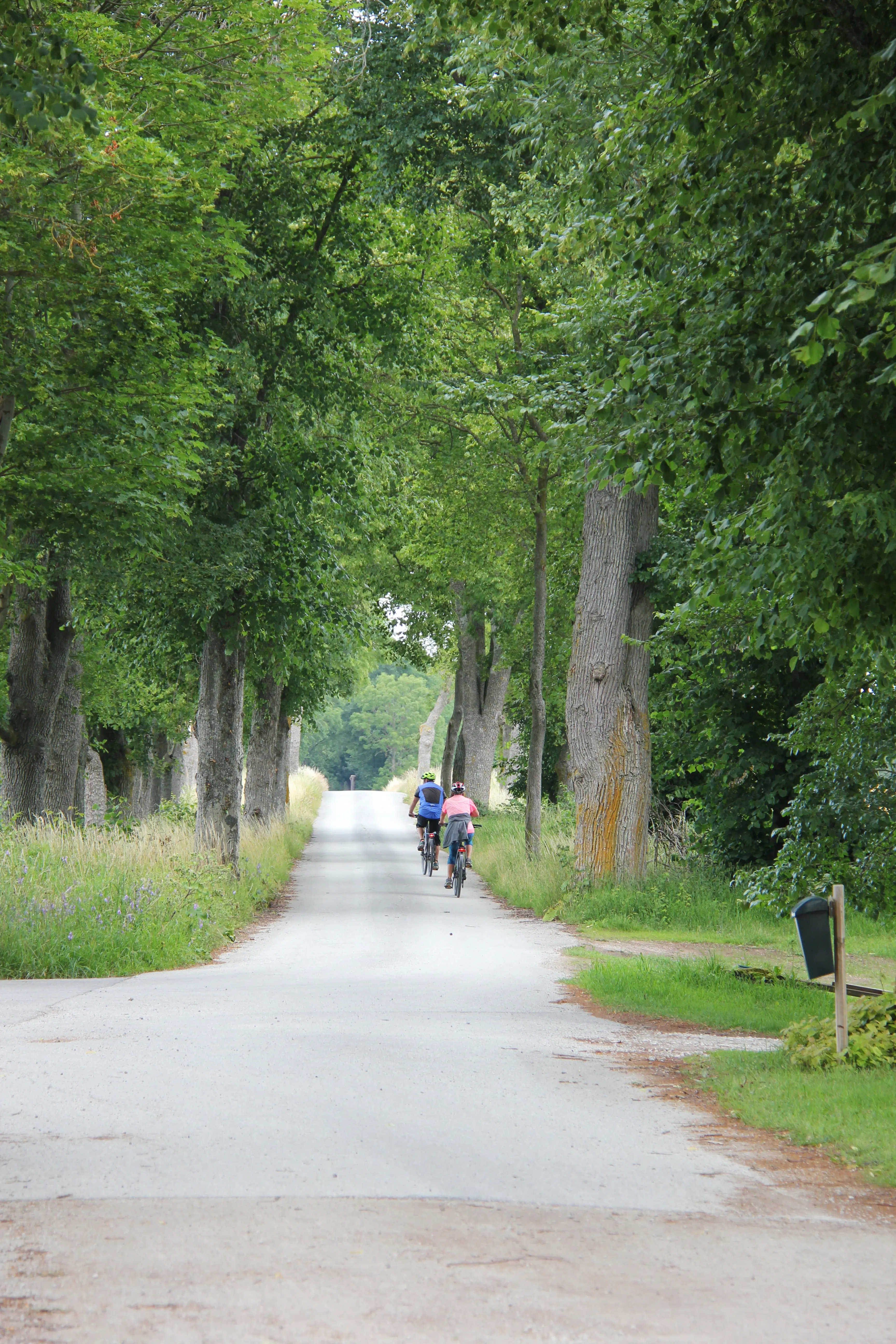 Roma kungsgård. Två cyklister i en av alléerna. De höga träden står i full sommargrönska.