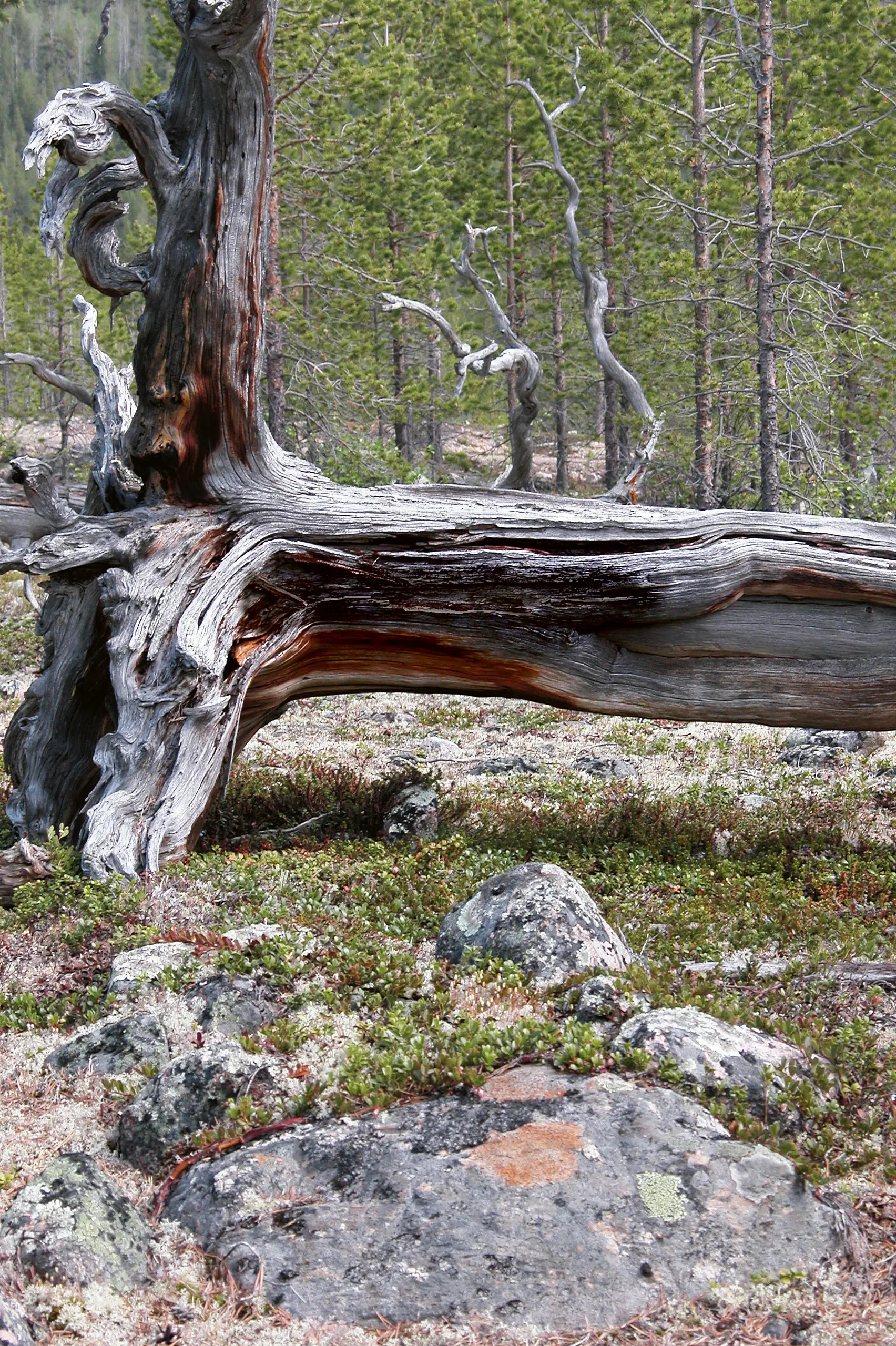 Vid Bállasluoktta finns det tallar som har märkliga hål i barken. De ser ut som fönster. Hålen är vad som återstår efter samiska barktäkter.
