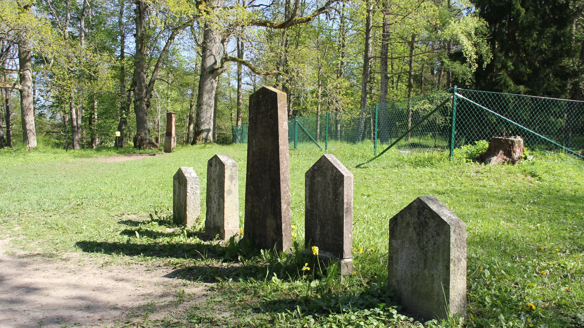 Begravningsplats för hundar, Drottningholm. En rad med fem gravstenar. I bakgrunden en ek med minnes-sten.
