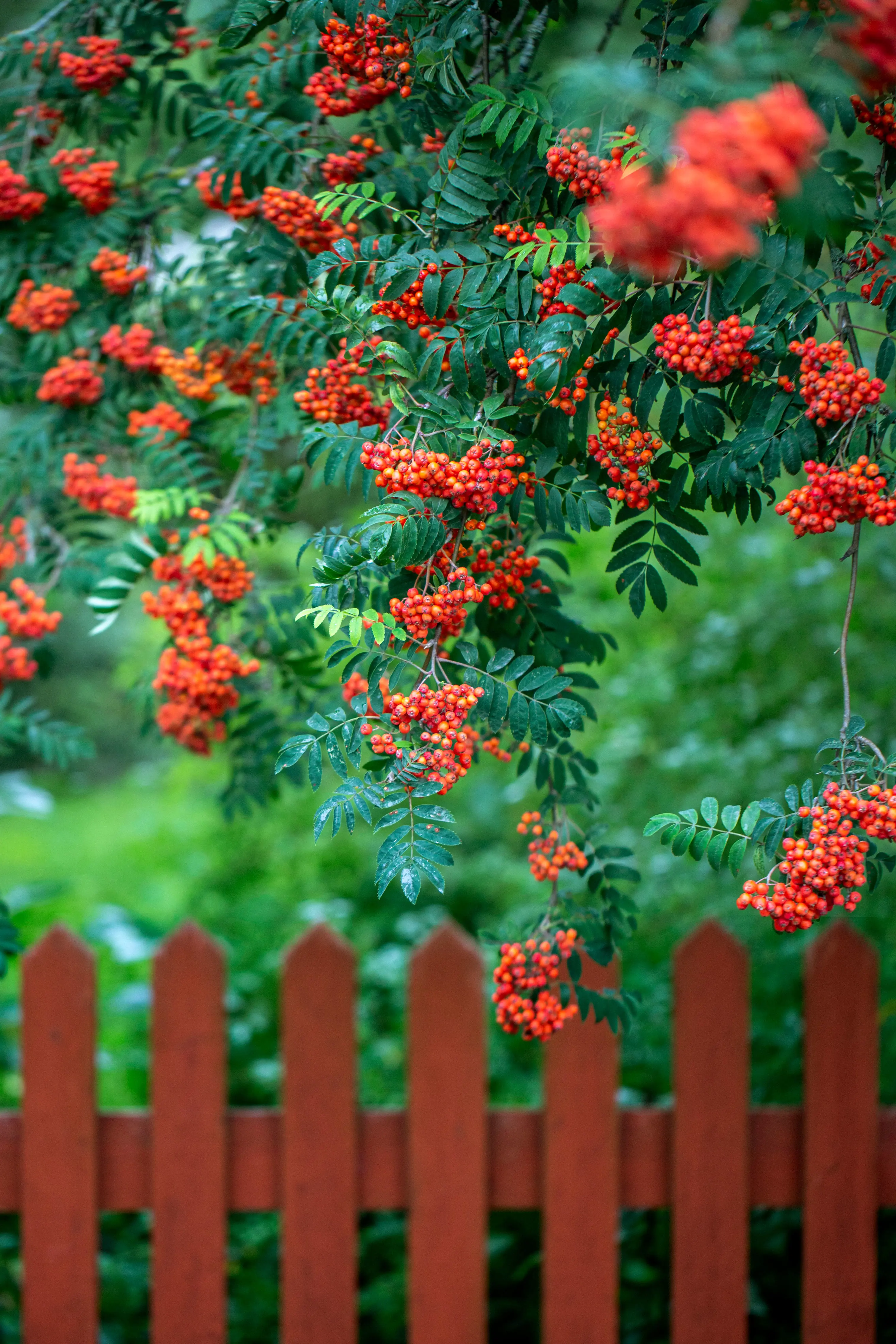 Rönnbär bakom rött staket.