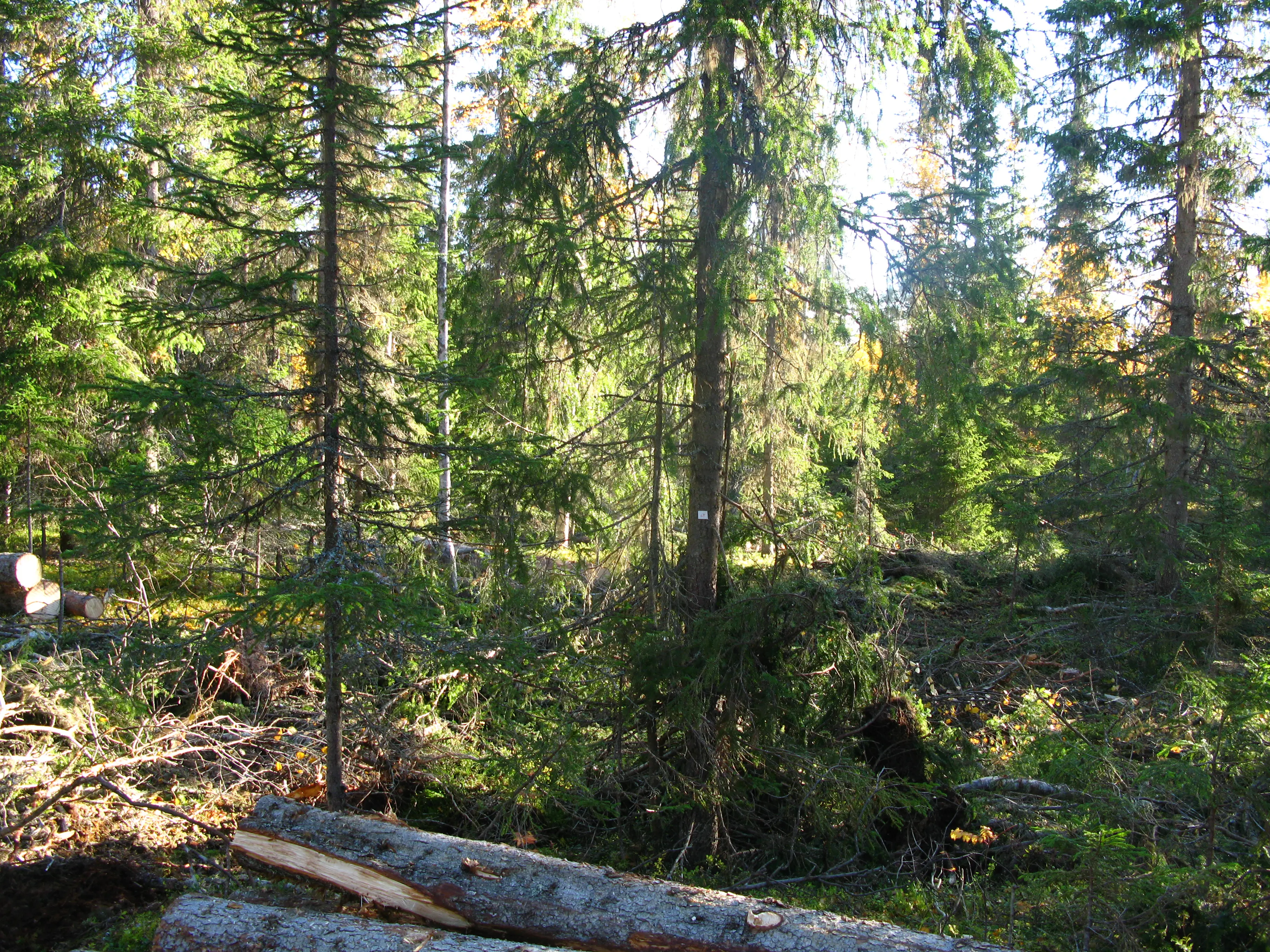 Granskog med några liggande trädstammar som tagits ner.
