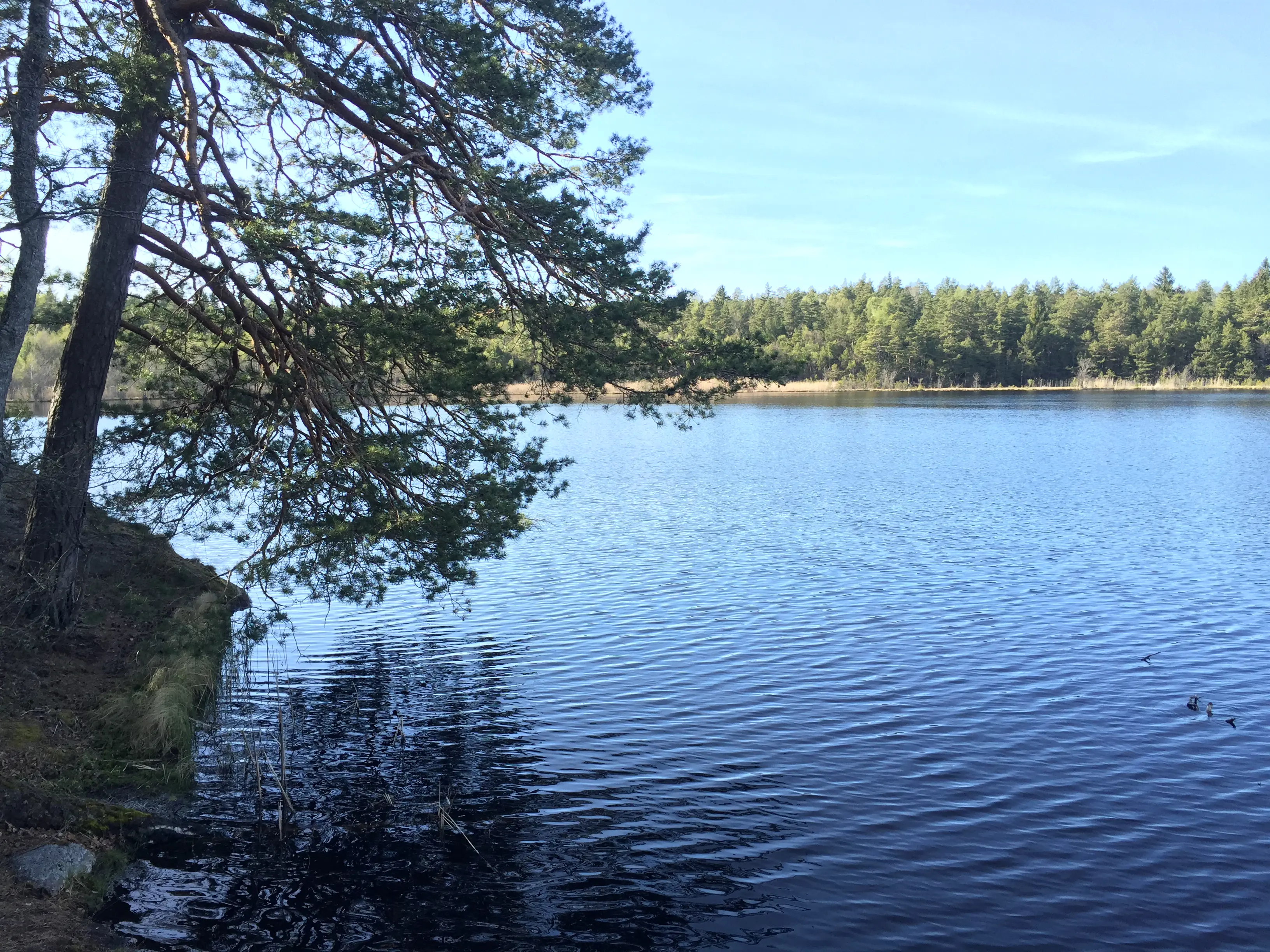 Dammsta-kärret i Bogesunds natur-reservat. En liten insjö omgiven av barrskog