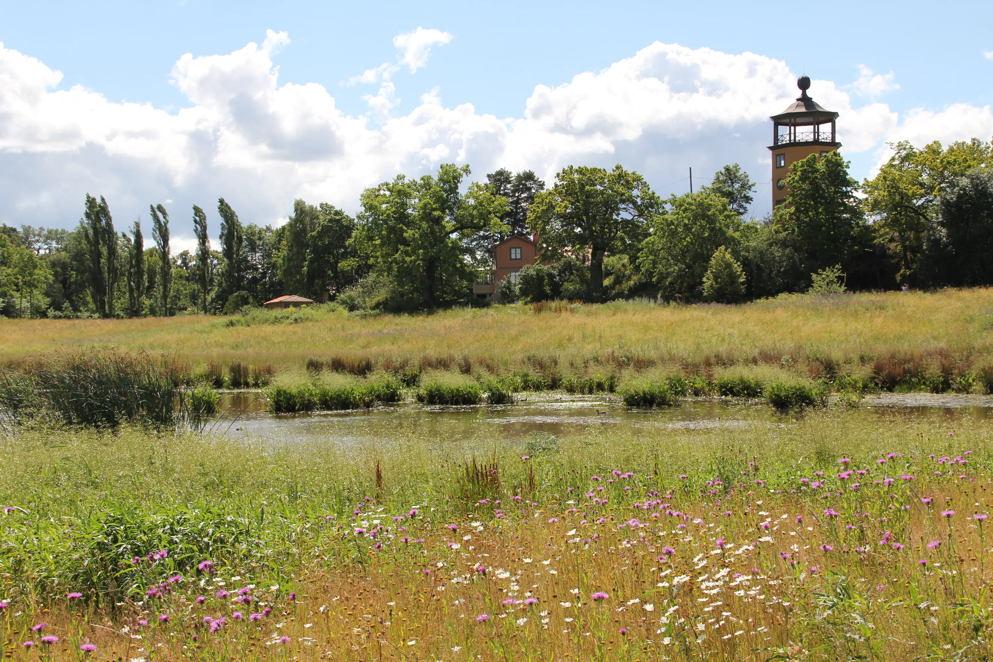 Bergianska trädgårdens våtmark. I bakgrunden skymtar utsiktstornet och Stora Gustavsborg. Sommar och grönska.