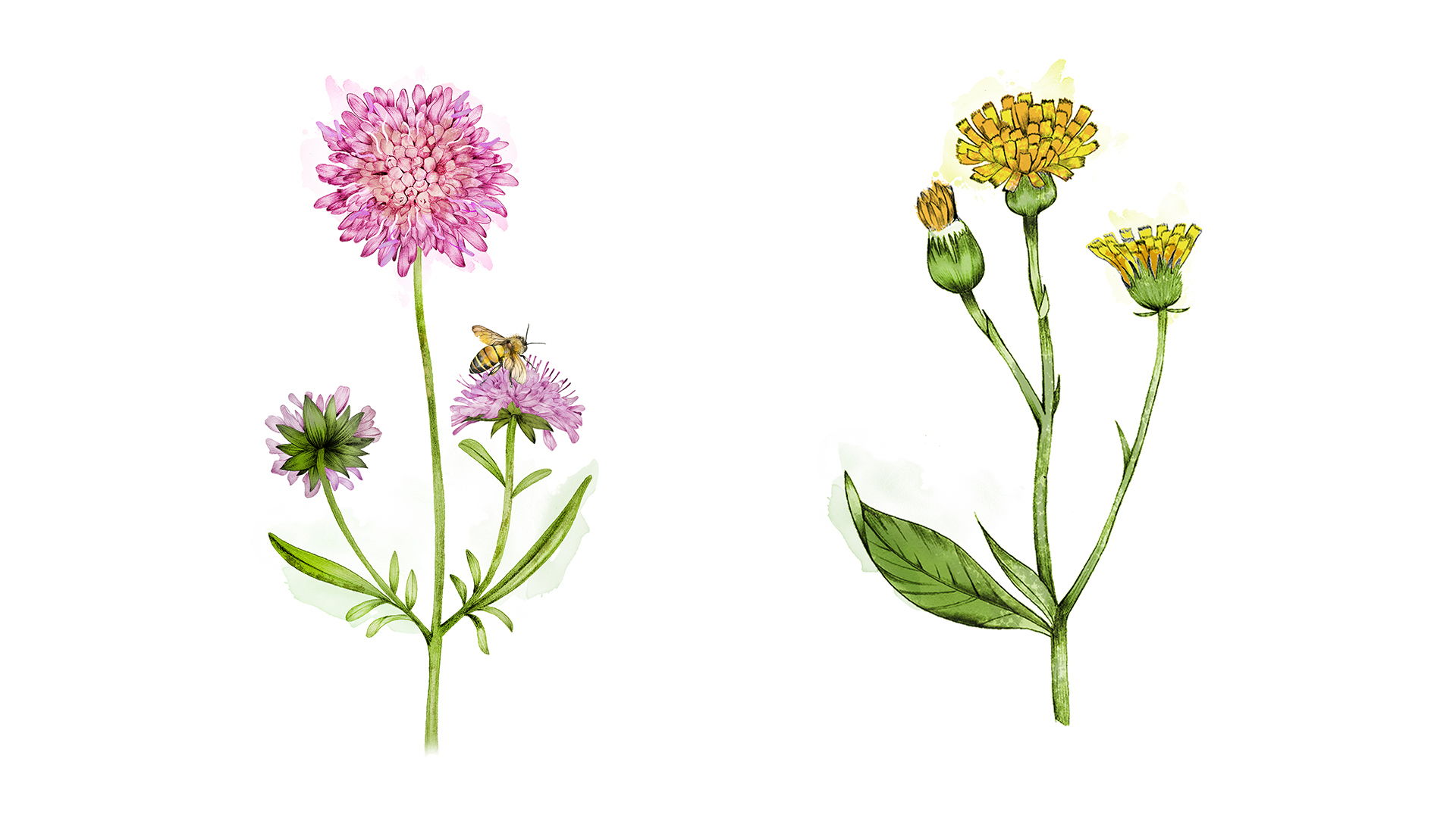 Ett collage med illustrationer av växter, målade i akvarell. Till vänster en växt med rosa, flikiga blommor. På en av blommorna sitter ett bi. Till höger i collaget en bild på en växt med en gul blomma med flikiga blad.