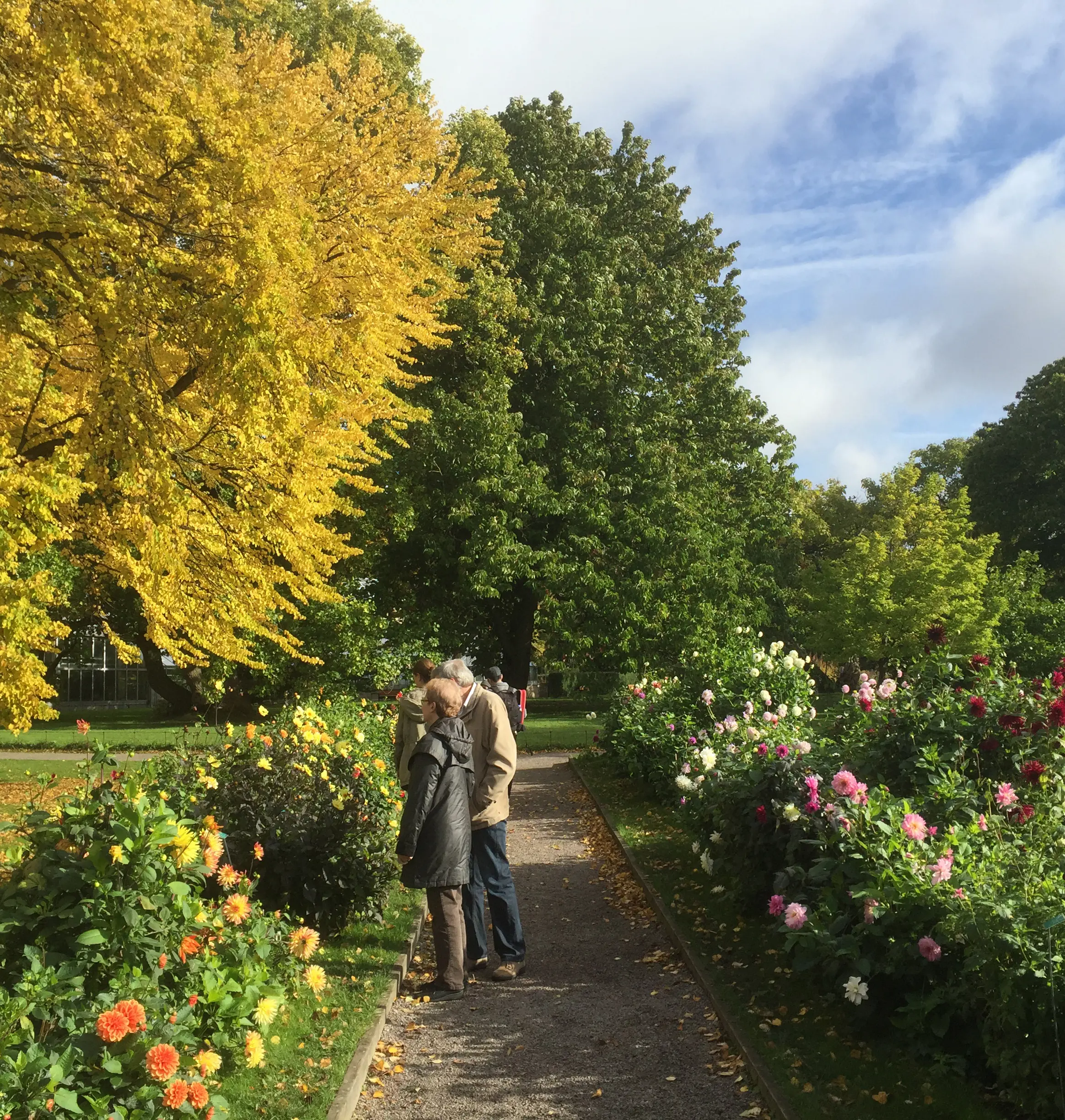 Dahliagången i Lunds botaniska trädgård
