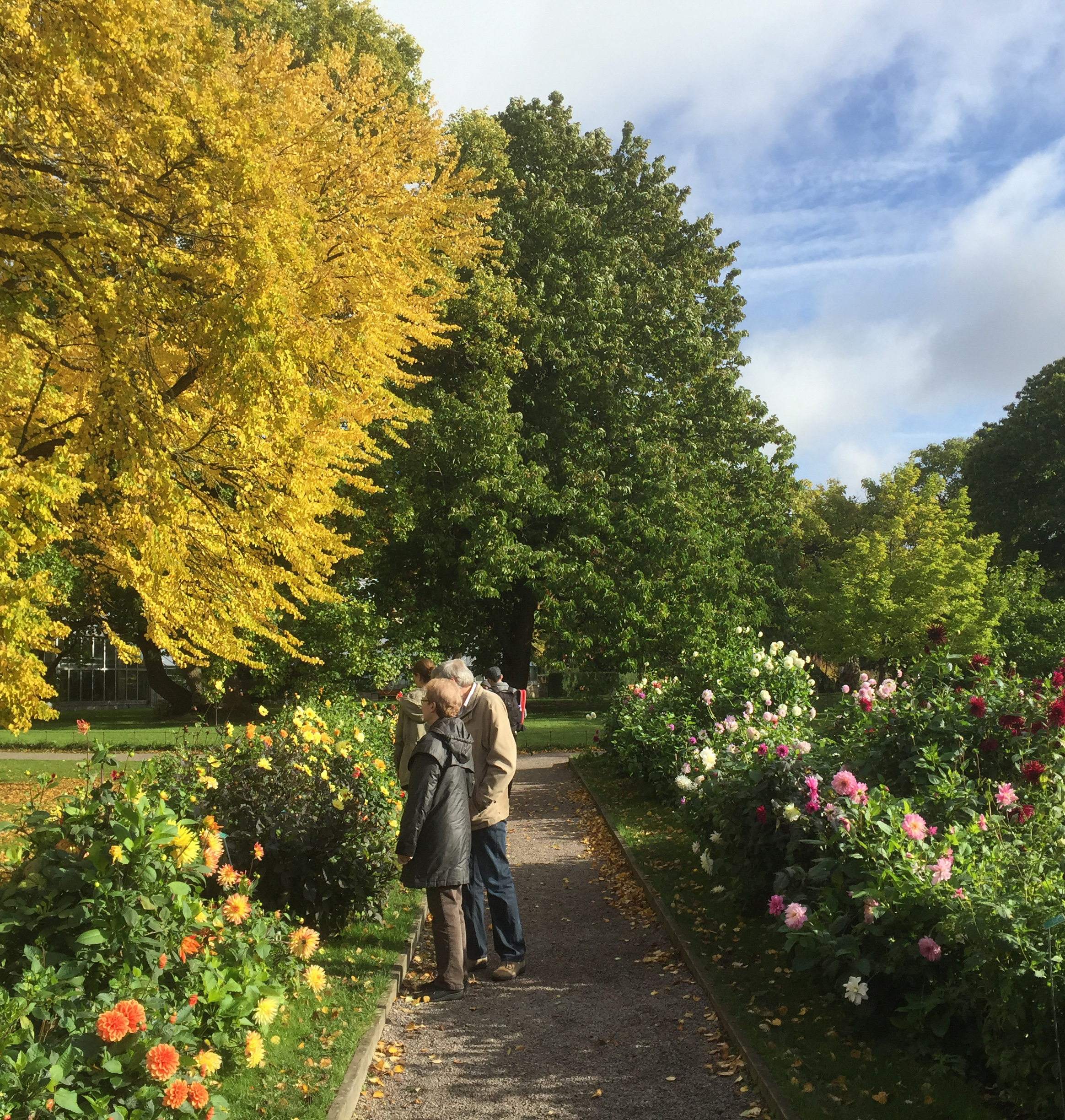 Dahliagången i Lunds botaniska trädgård