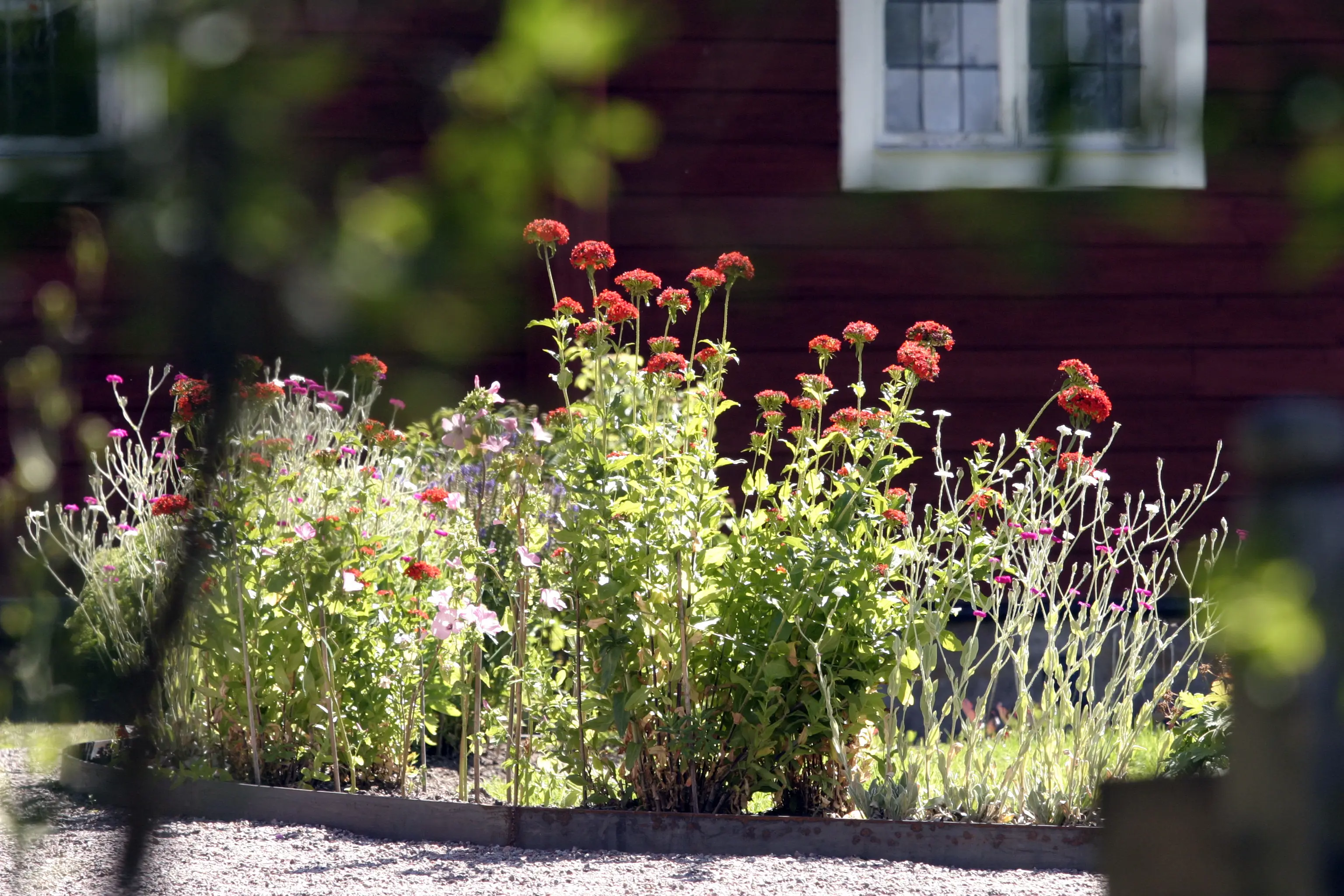 Linnés Hammarby. Solbelyst blomsterbädd med röda och lila blommor.