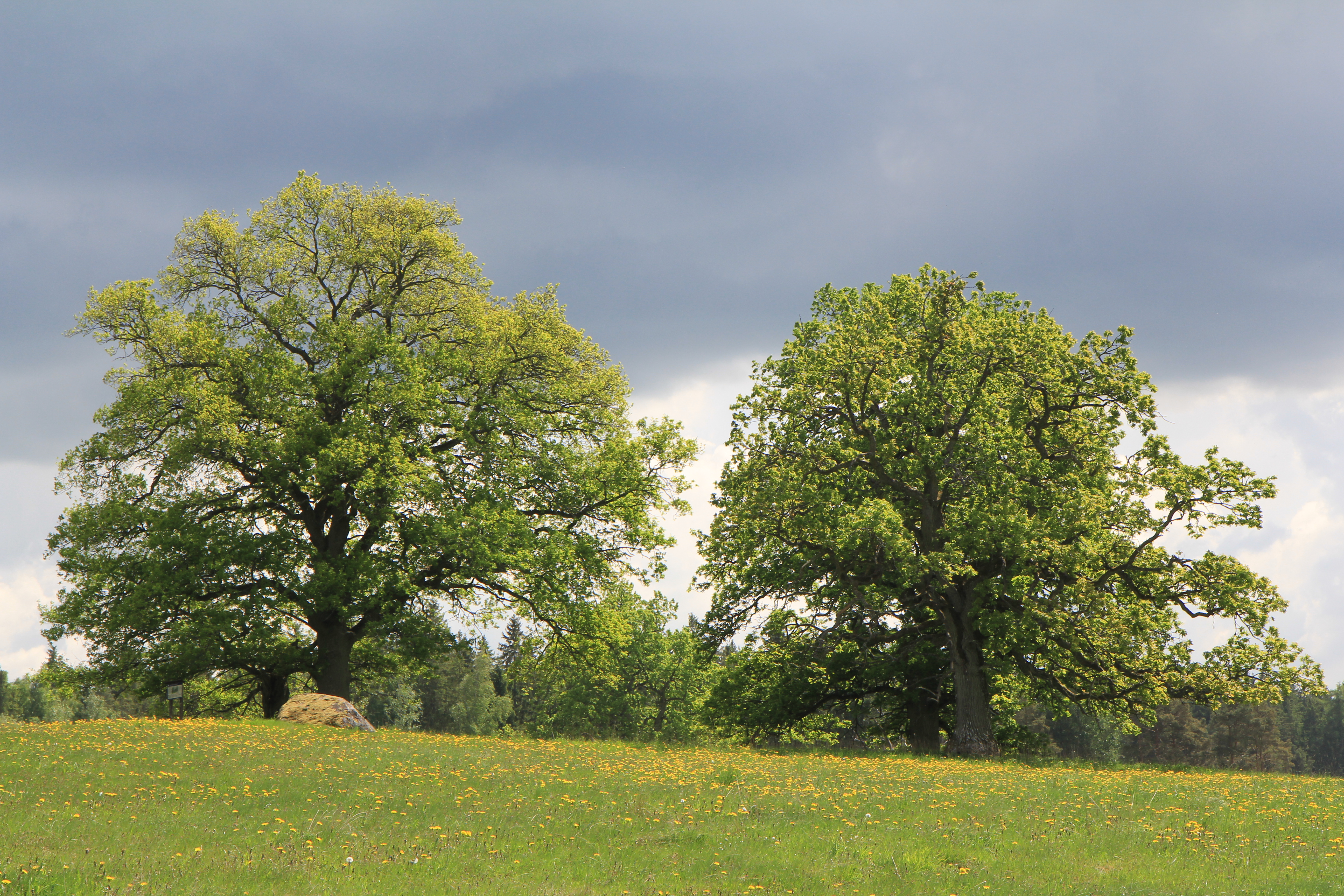 Osby offerlund vid Huseby kronoegendom. Stora, lummiga ekar på ett blommande fält.