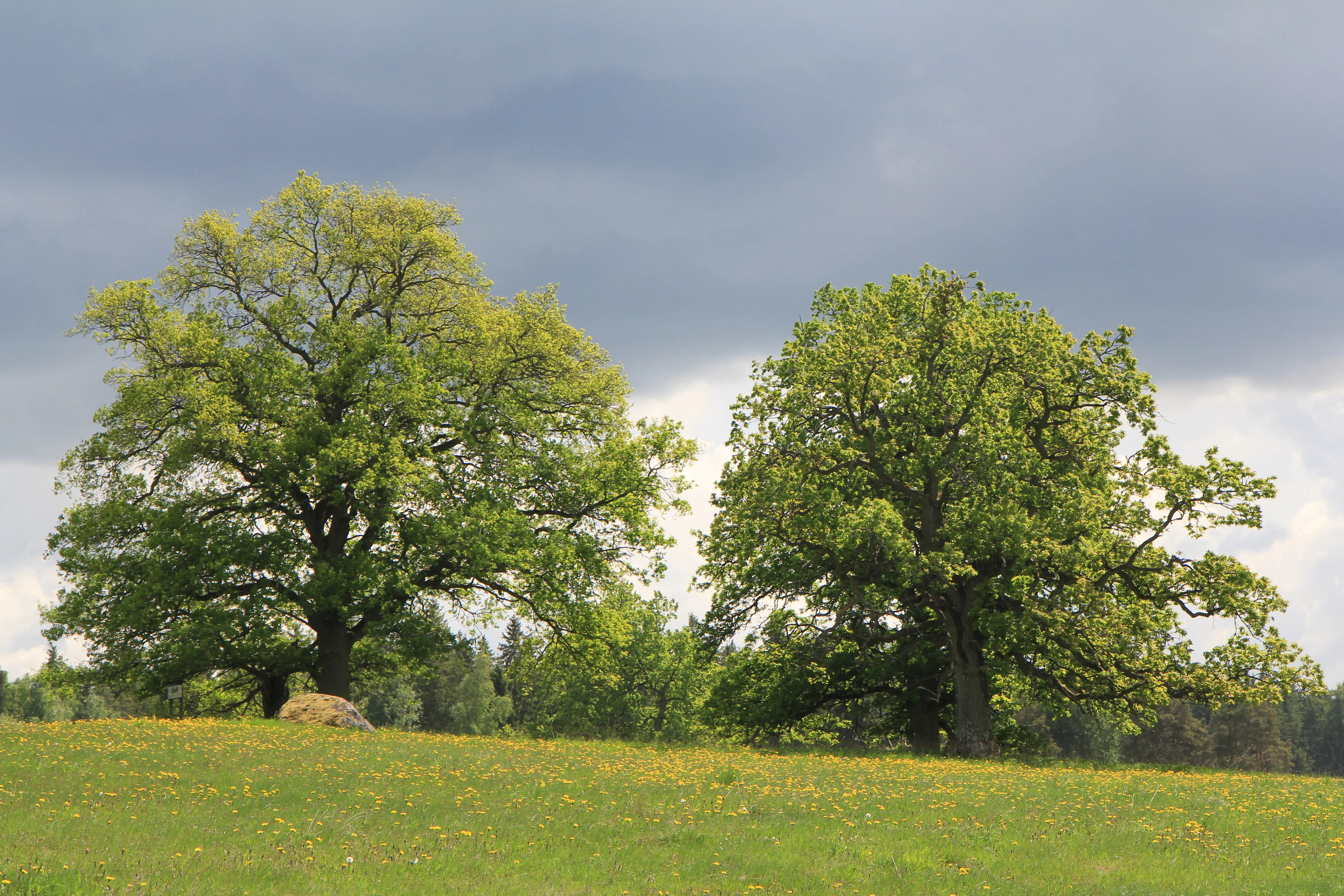 Osby offerlund vid Huseby kronoegendom. Stora, lummiga ekar på ett blommande fält.