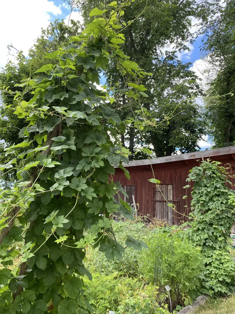 Örtagården i Roma kungsgårds trädgård. En båge med humle höjer sig över kryddor och medicinalväxter.