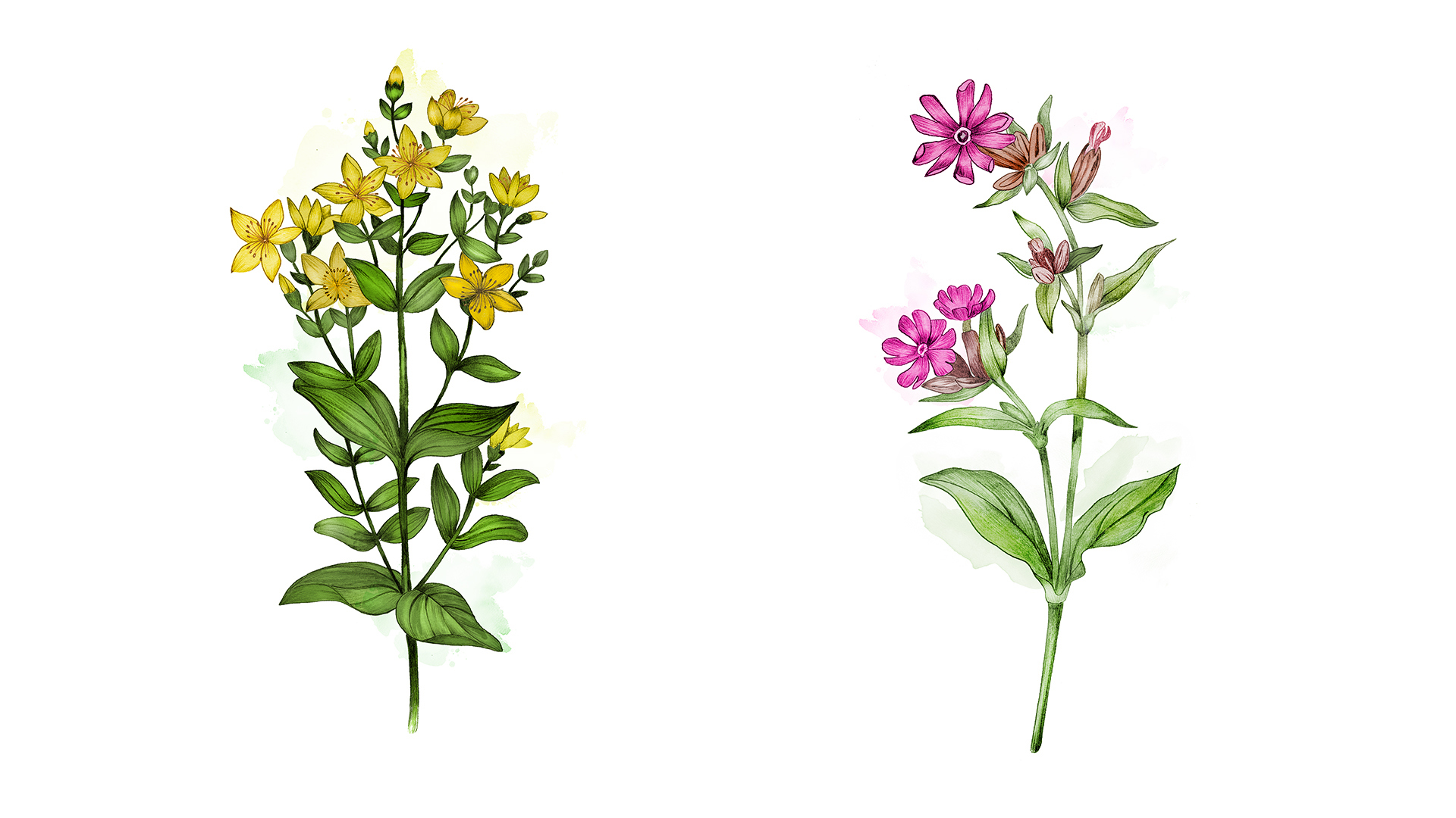 Ett collage med illustrationer av växter, målade i akvarell. Till vänster en växt med med flertal förgreningar av klargula blommor och ljust gröna blad. Till höger en växt med röd-rosa blommor.