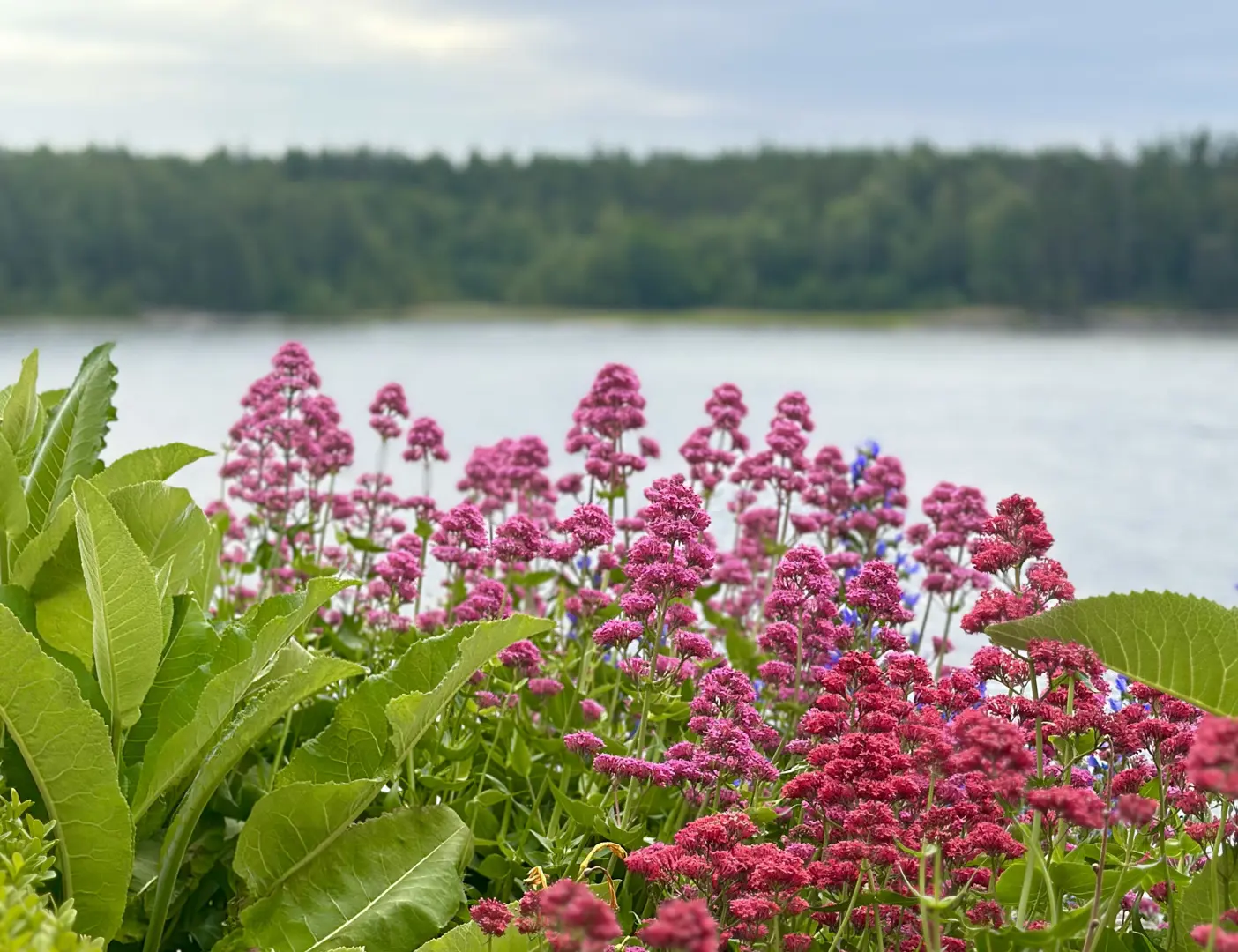 Mörkrosa blommor med vatten i bakgrunden