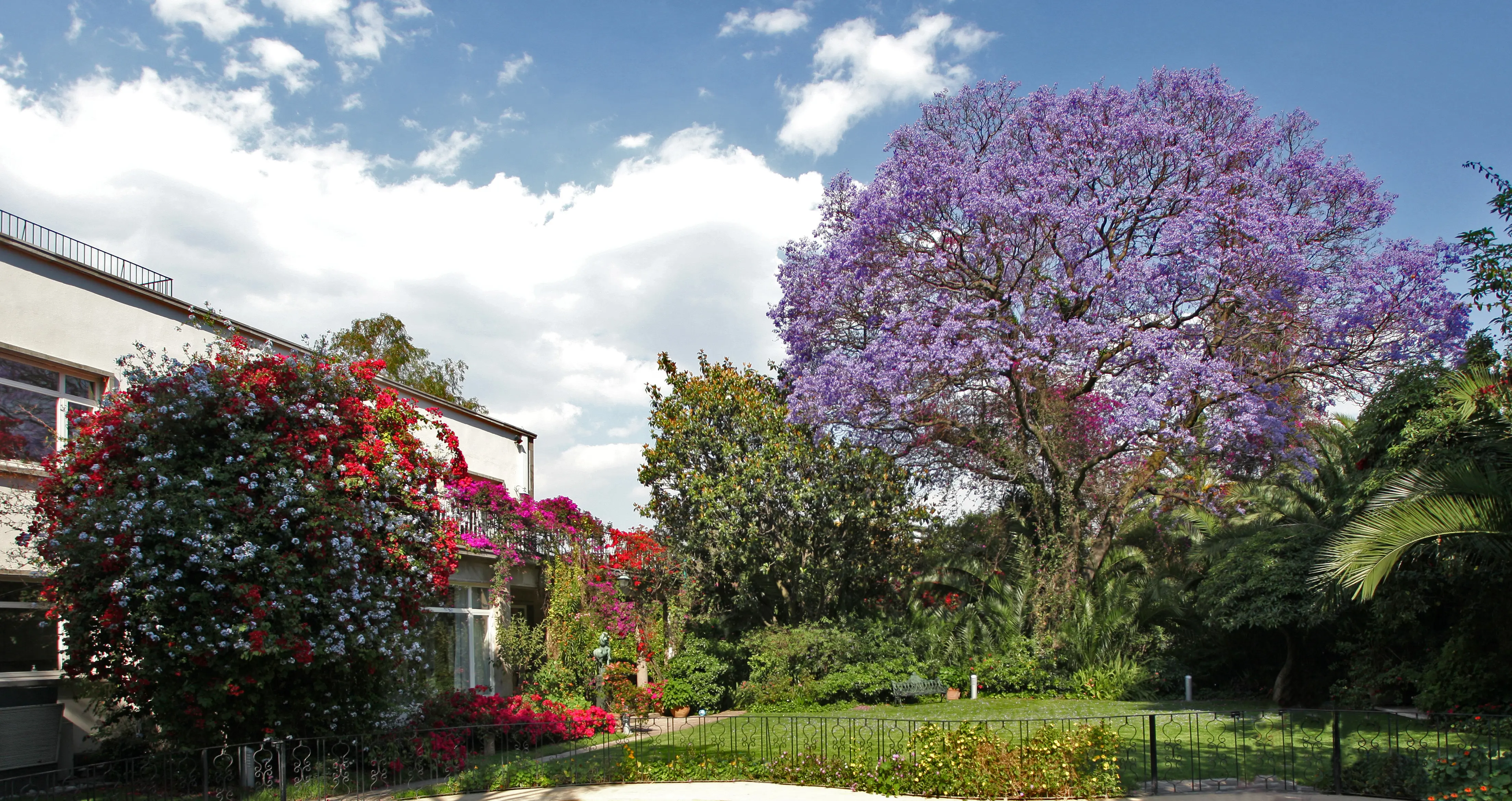 Mexiko City, ambassadkansli och residens. Trädgård med ett stort, lilablommande jakaranda-träd och buskar med röda blommor.