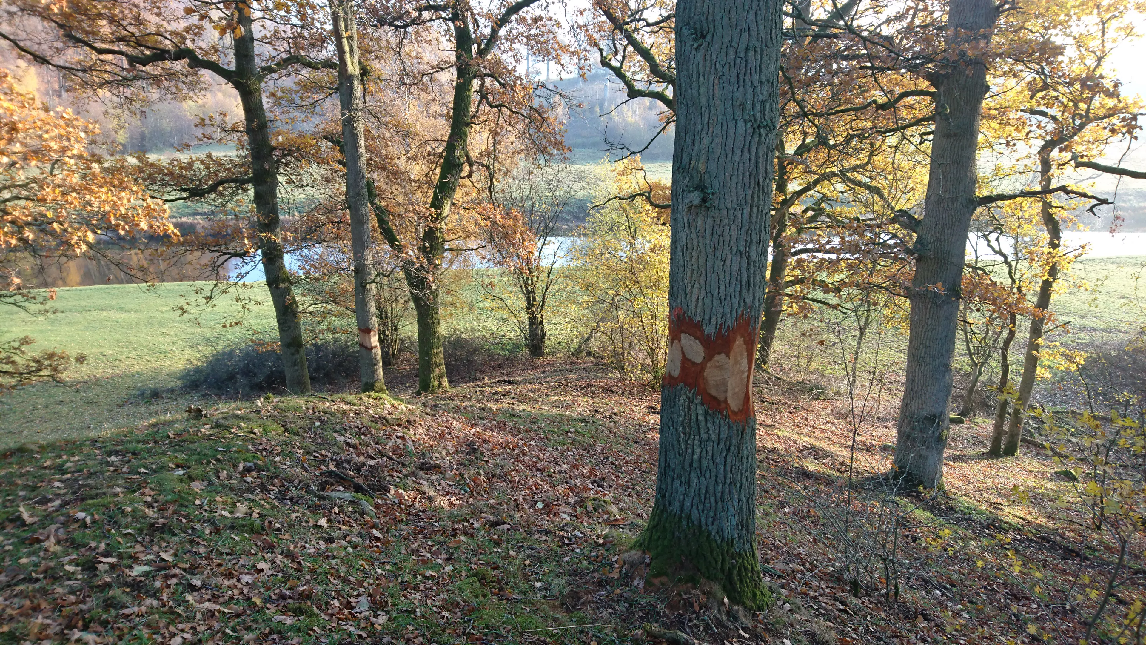 Dunge med lövträd invid en å. Ett par ekar är ringbarkade. Höst.