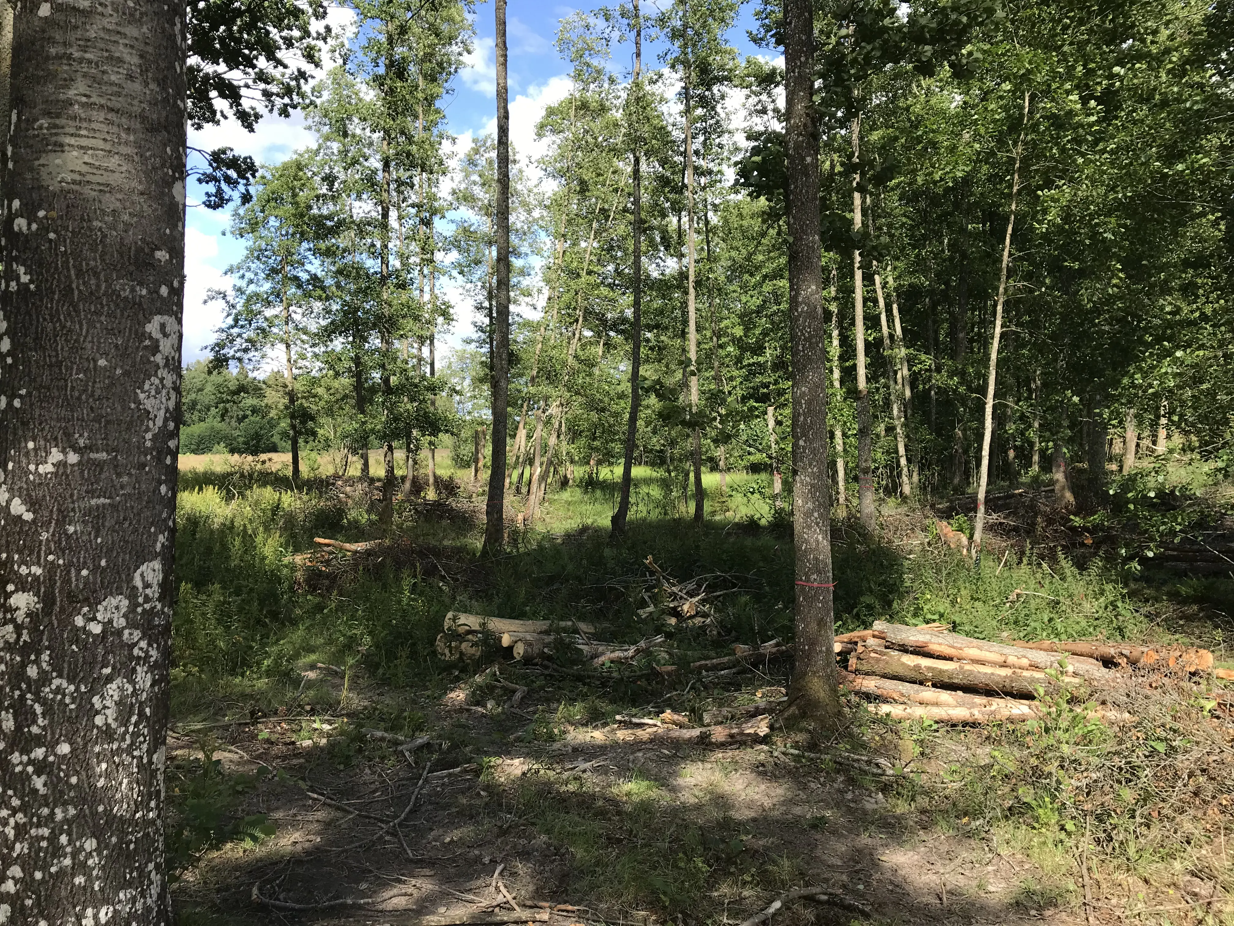 Utglesad skog där det gallrade virket ligger kvar på marken.