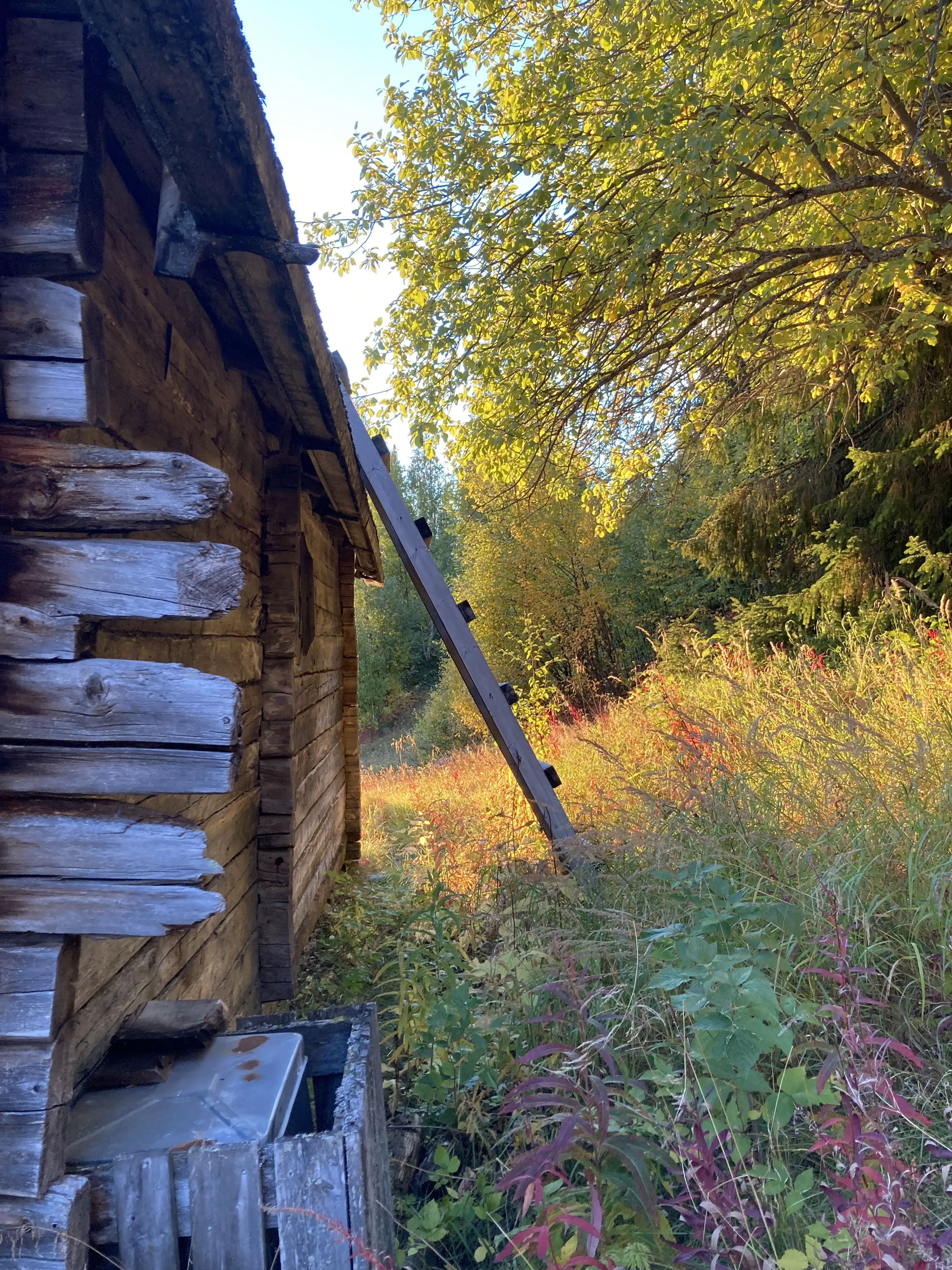 En trästege står lutad mot en gammal timmerlada i skuggan och solen lyser på höstgula löv.