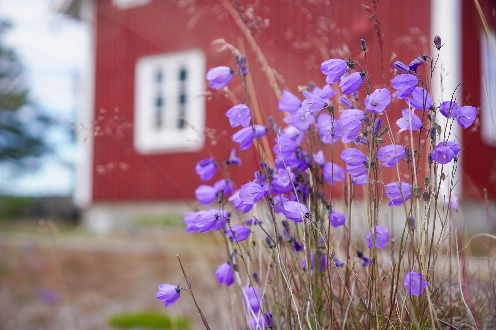 Blåklockor med en röd stuga i bakgrunden.