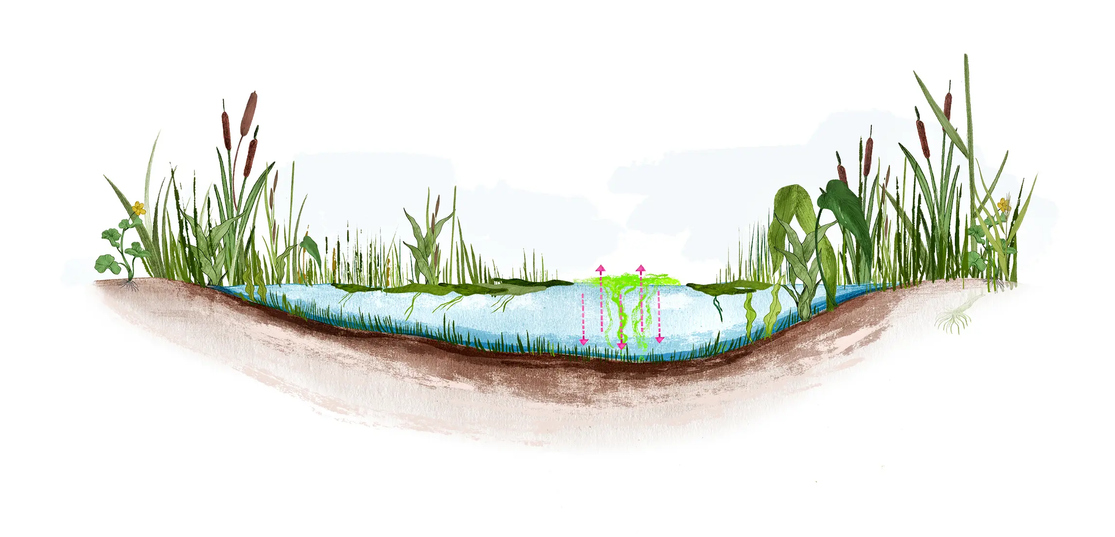 Illustration av våtmark som reningsverk
