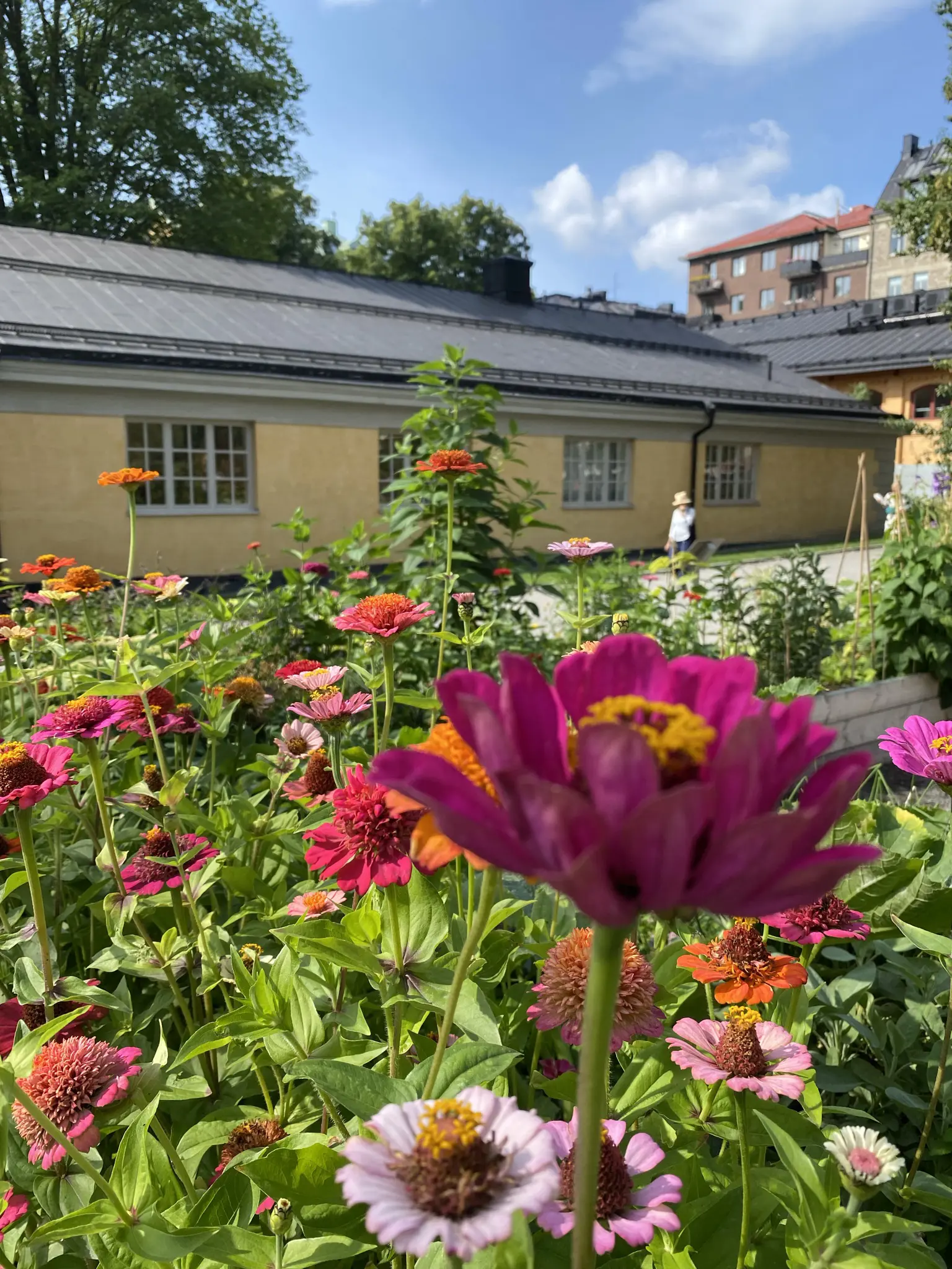 Kvarteret Krubban. Närbild på blommor i odlingslåda framför före detta ridhuset.