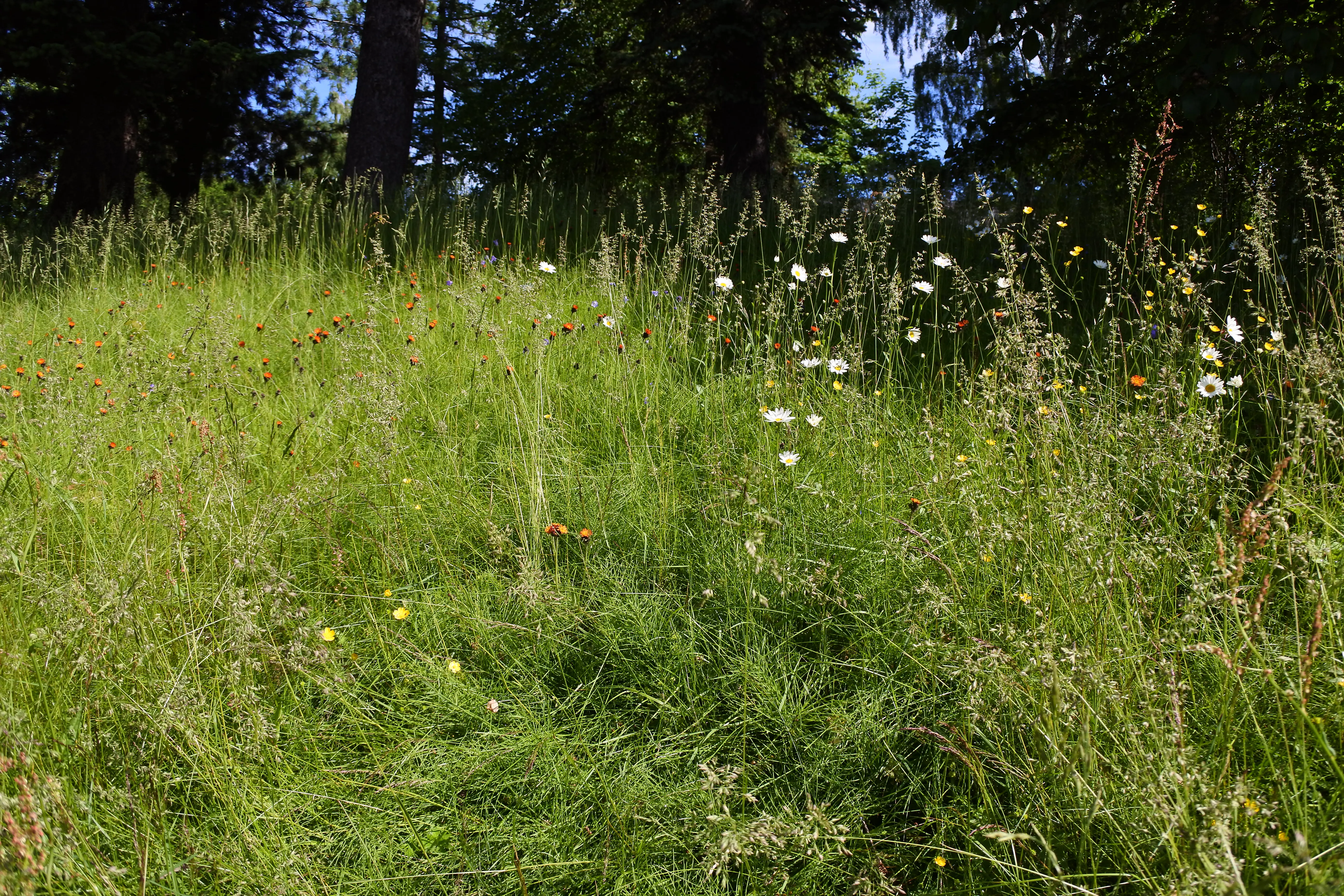 En blomstrande sommaräng med gula, via och röda blommor.