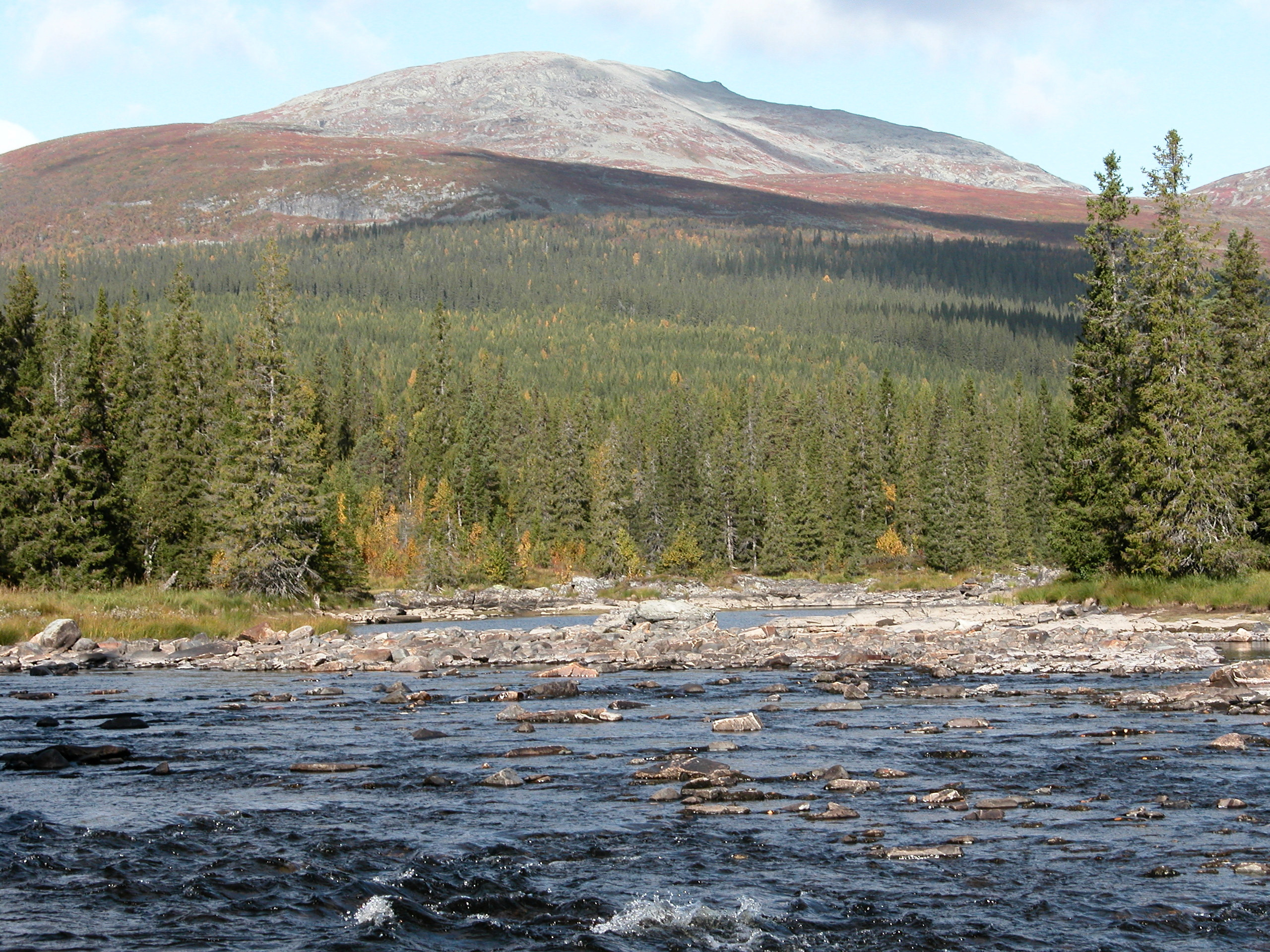 Saxån. En fjälltopp i bakgrunden, med tät granskog nedanför fjället, och en fors i förbrunden.