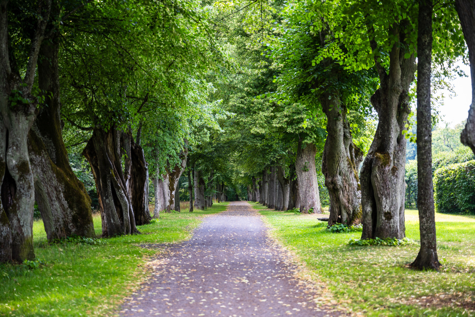 Allé av lövträd i Ulriksdals slottsträdgård med en grusad gångväg i mitten.