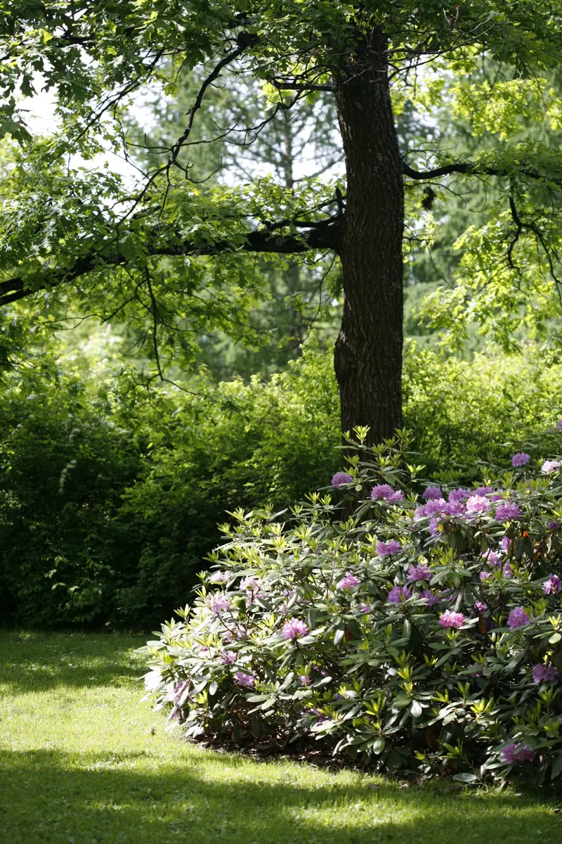 En rhododendron-buske vid en ung ek i Umeå residens park.