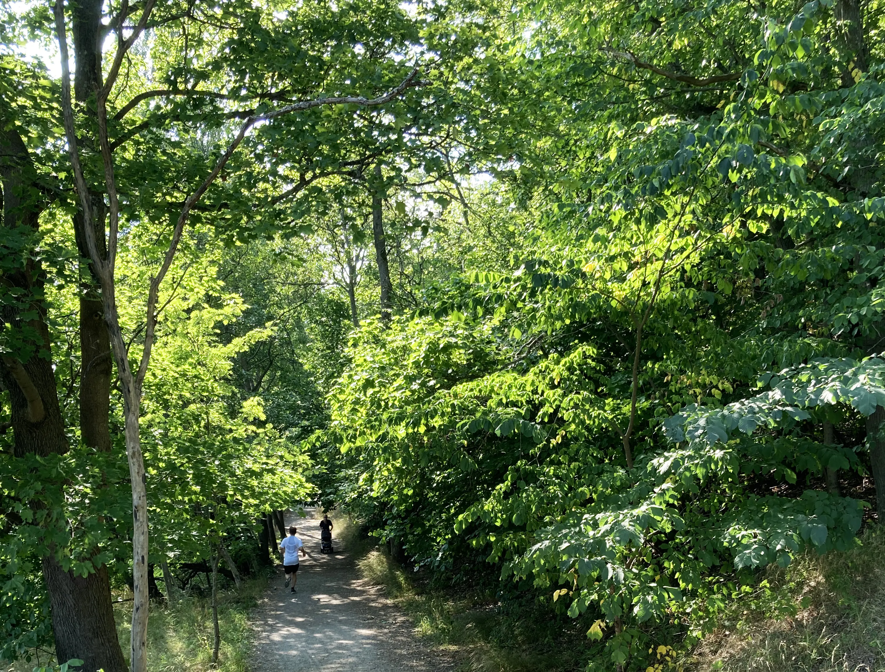 Hagaparken. En promenadväg som skuggas av höga träd och tät växtlighet. Några besökare är på sommarpromenad.