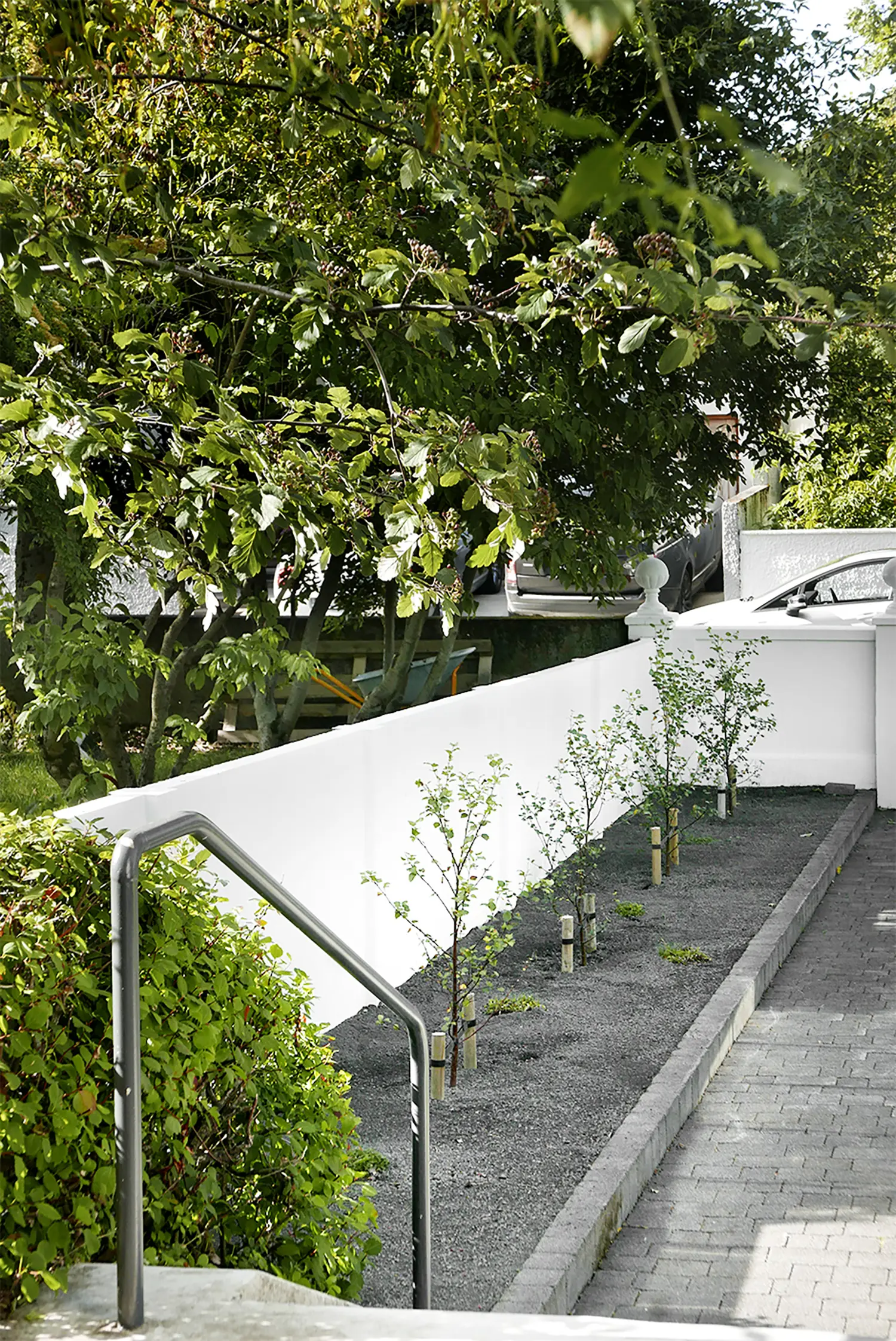 Björkallé på tillväxt.