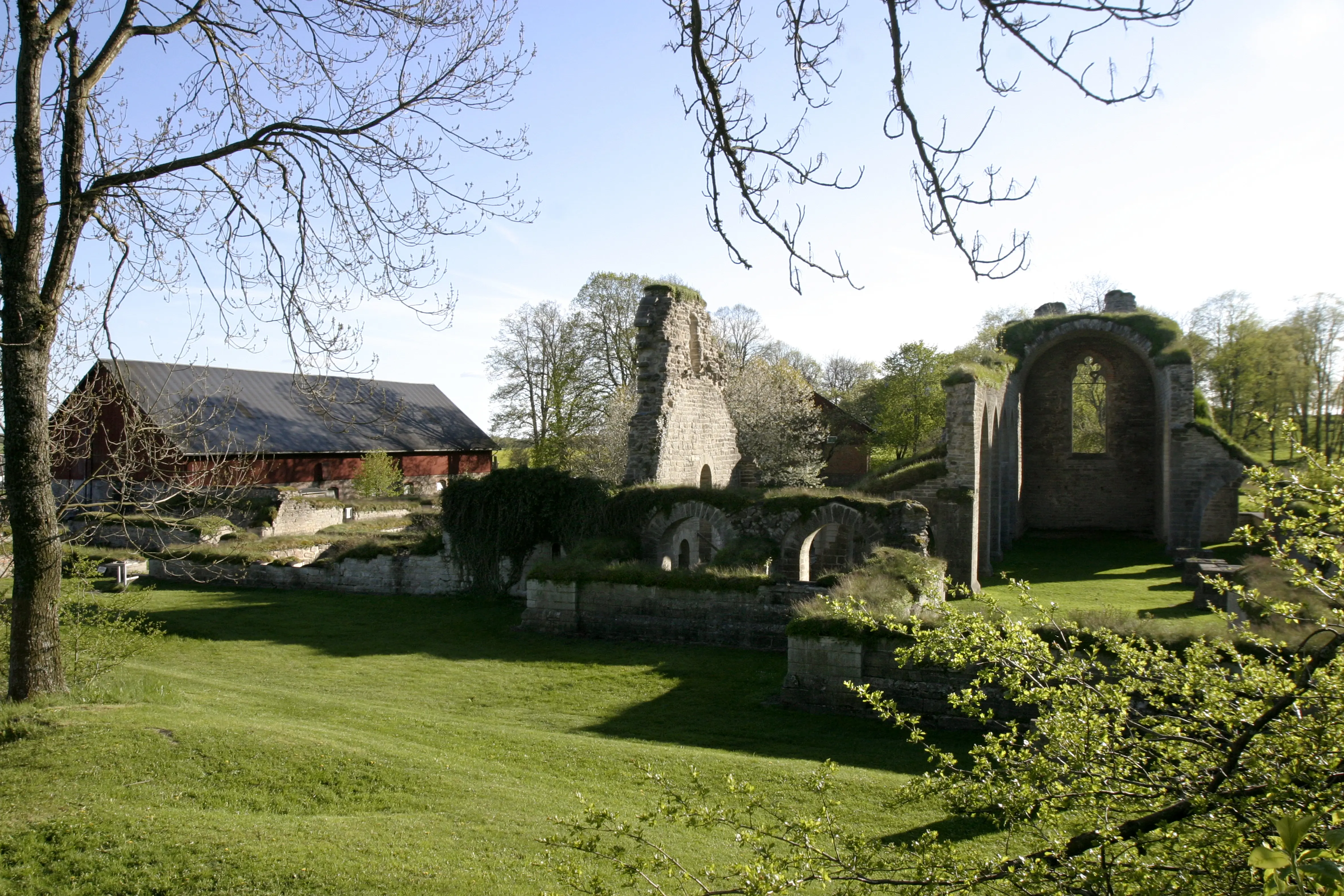 Ruin av den stora kyrkan i Alvastra kloster. Tidig vår och skir grönska.