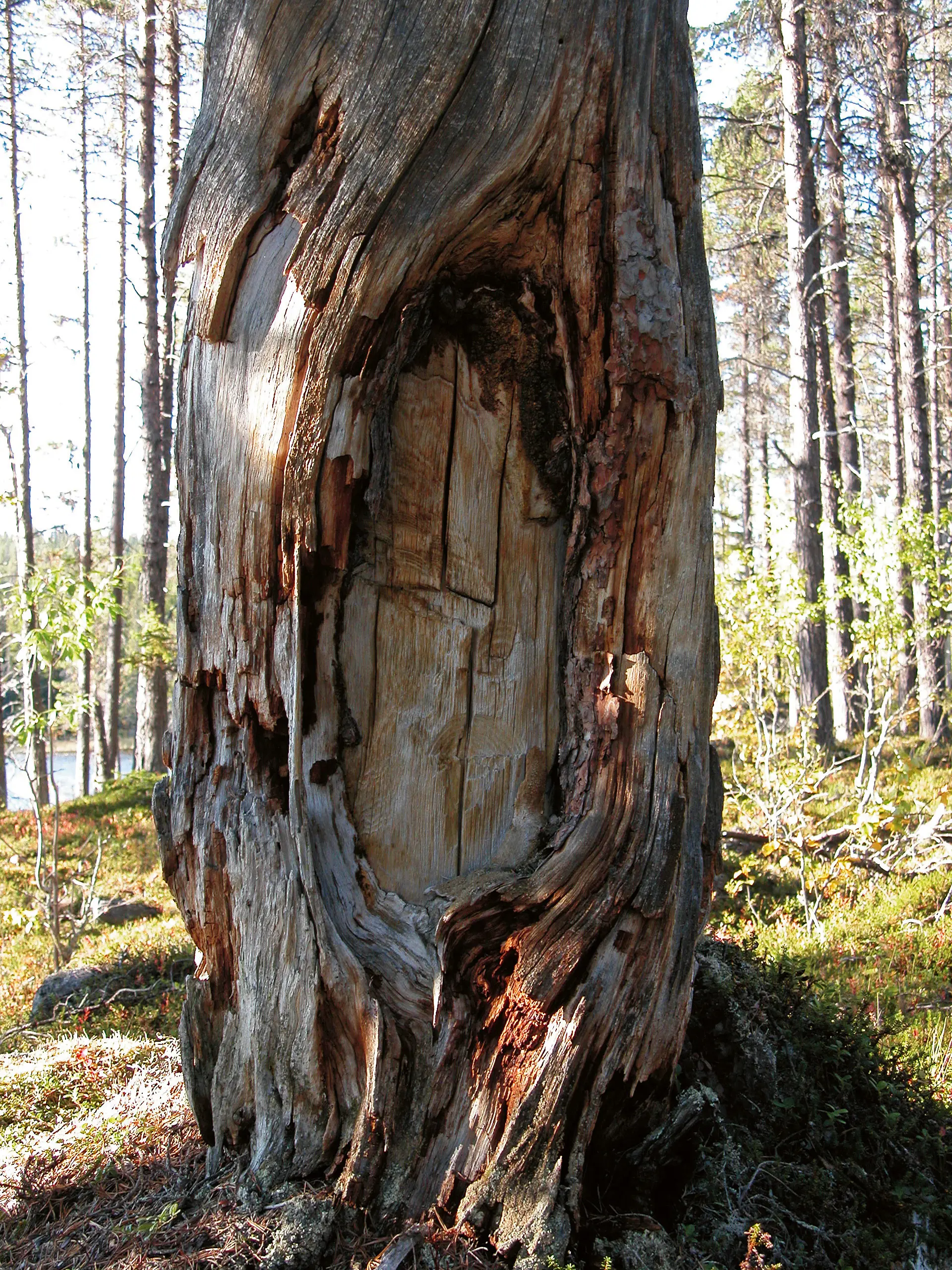 Vid Bállasluoktta finns det tallar som har märkliga hål i barken. De ser ut som fönster. Hålen är vad som återstår efter samiska barktäkter.
