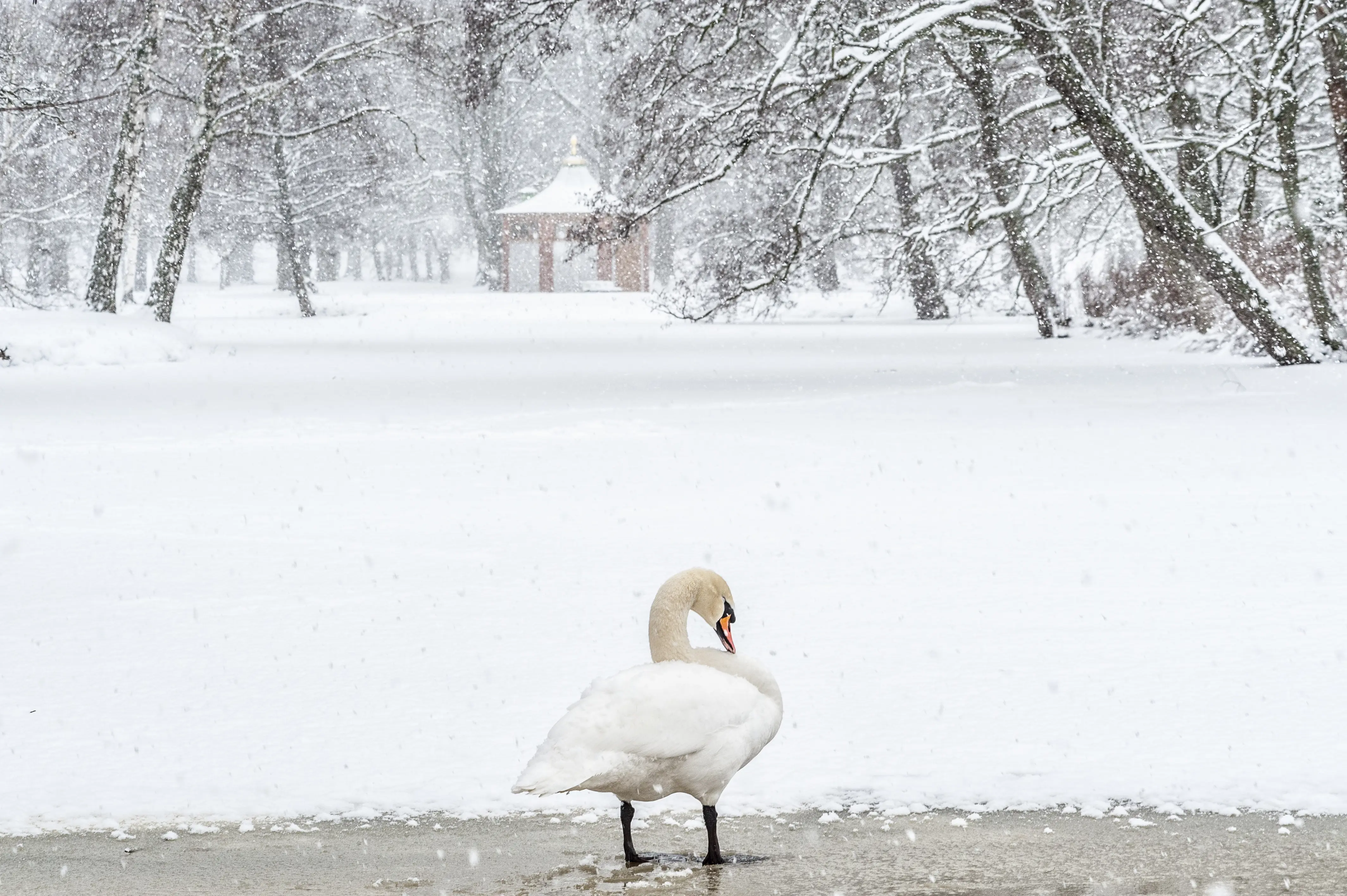 Drottningholms slottspark. En svan står på en av de isbelagda dammarna i engelska parken. I bakgrunden skymtar svanhuset. Allt är snötäckt.