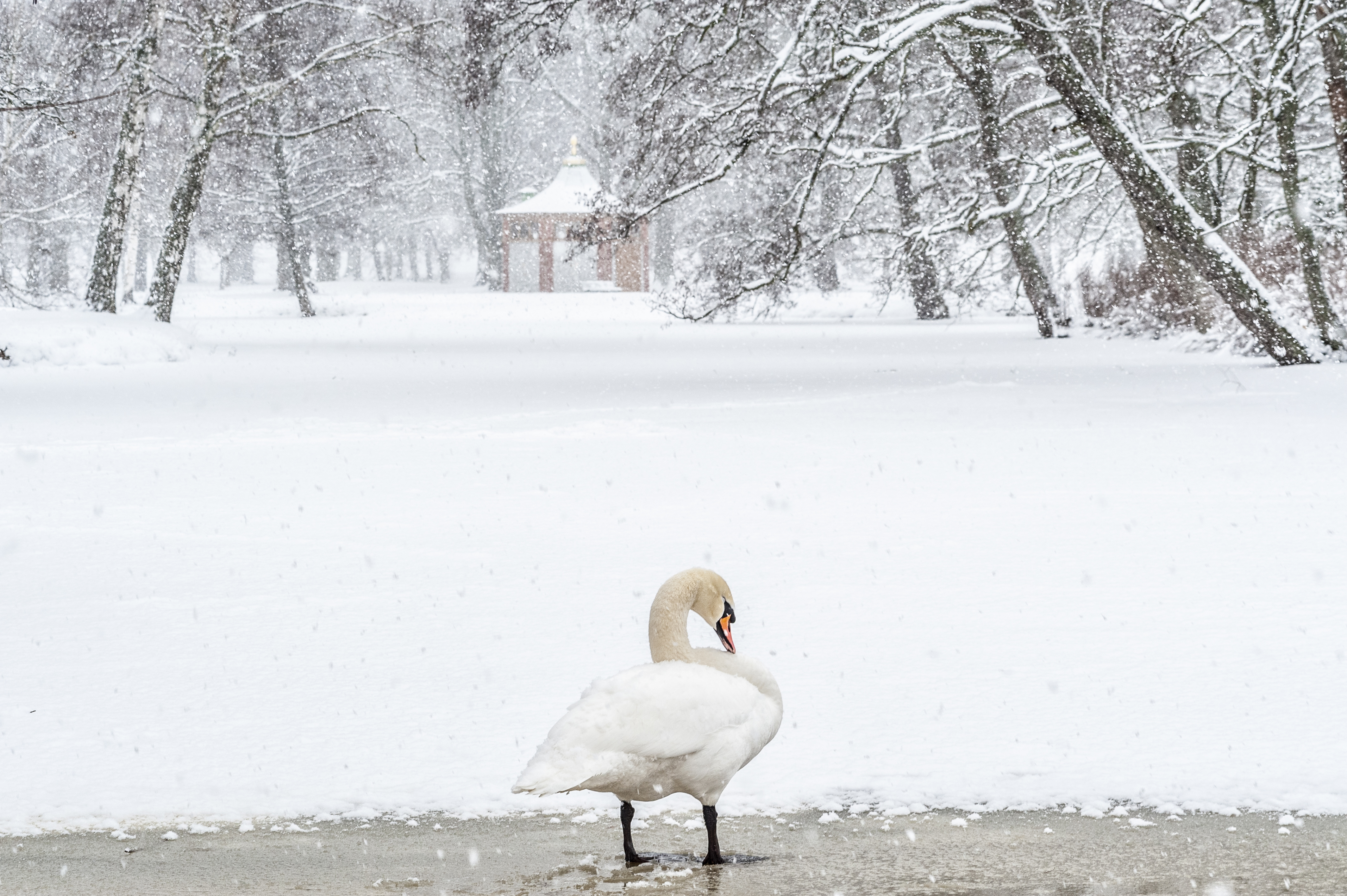 Drottningholms slottspark. En svan står på en av de isbelagda dammarna i engelska parken. I bakgrunden skymtar svanhuset. Allt är snötäckt.