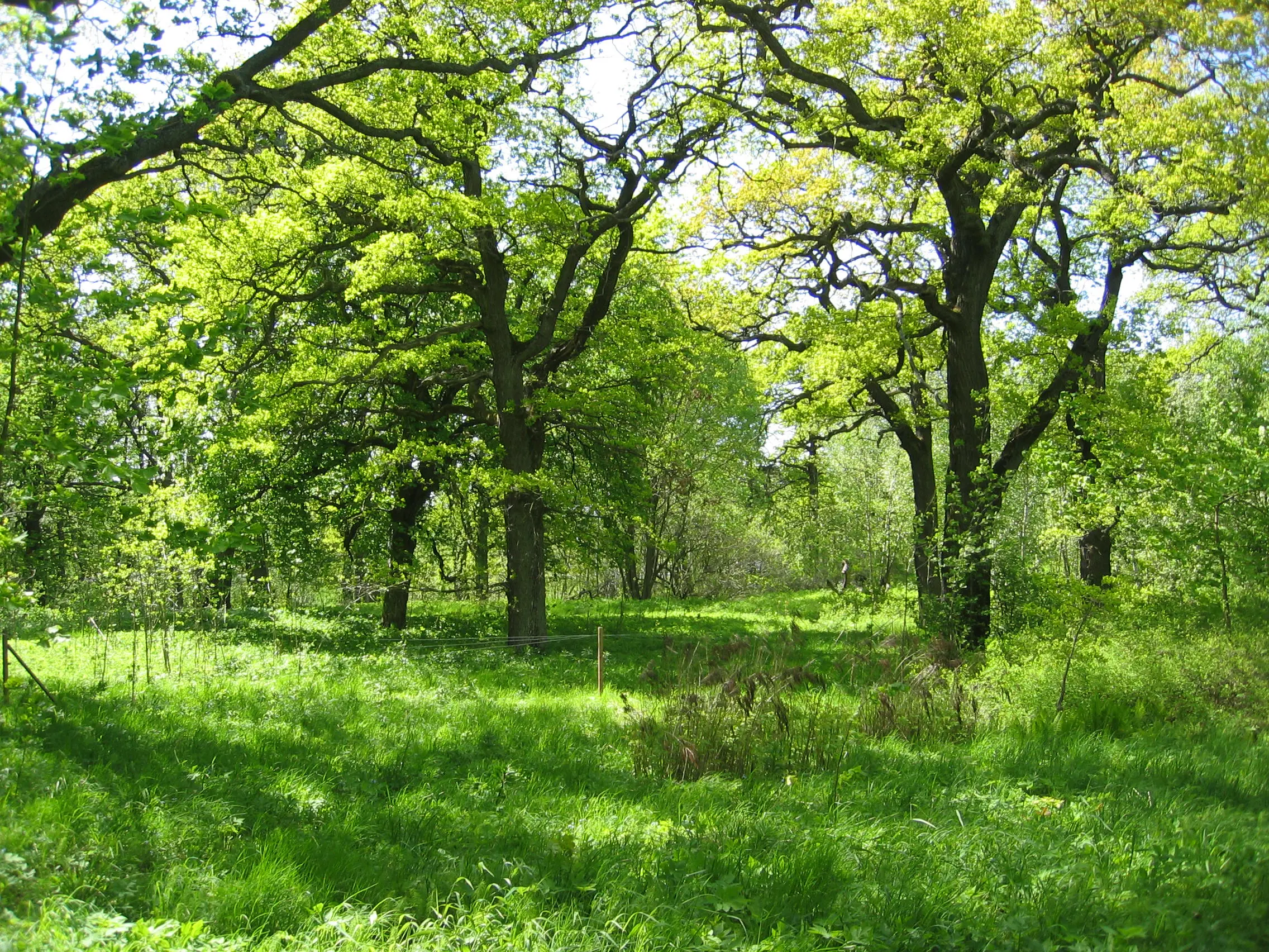 Hage och ekar i Torphagen.