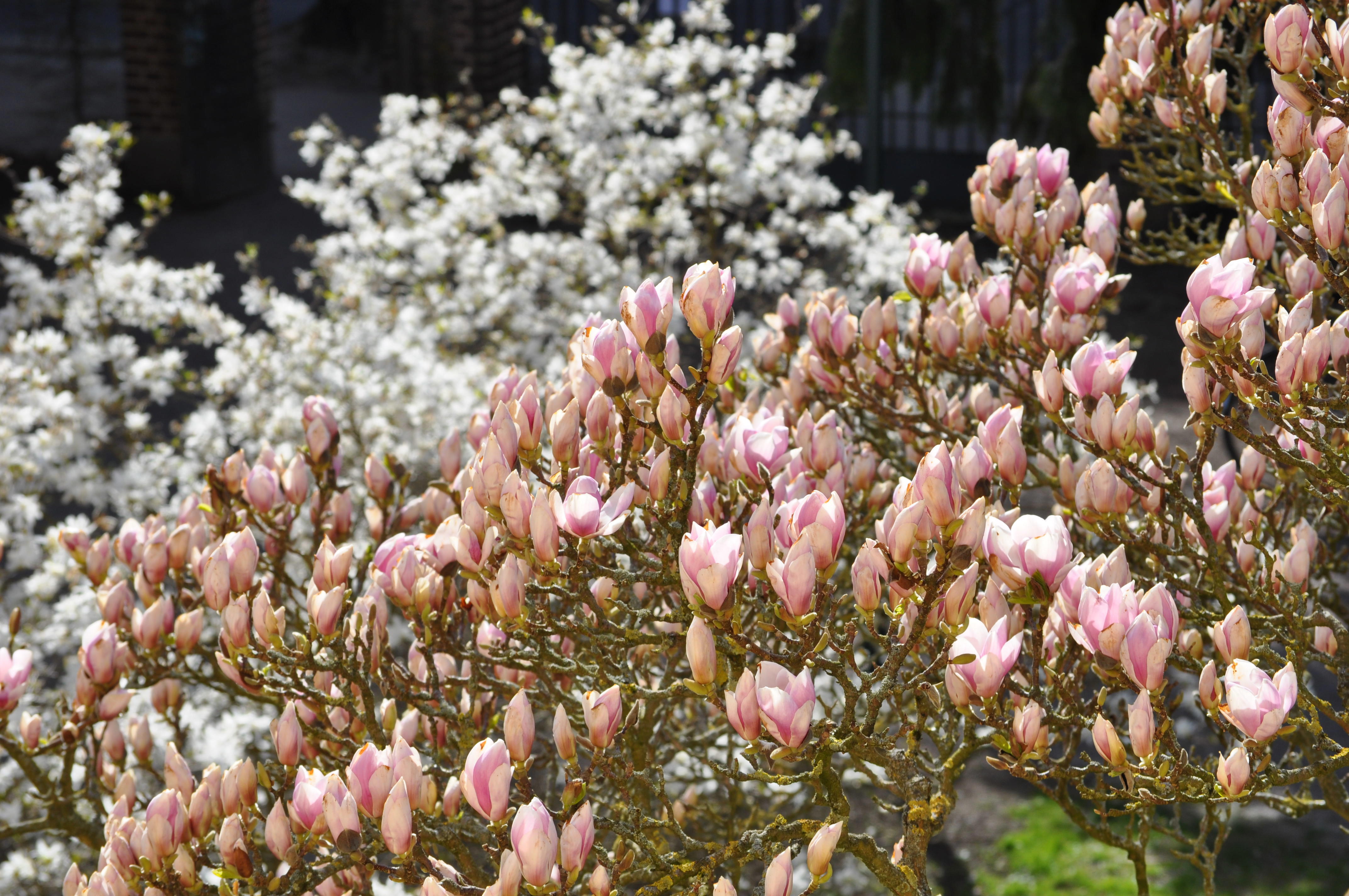 Magnolia i full blom i Botaniska trädgården i Lund