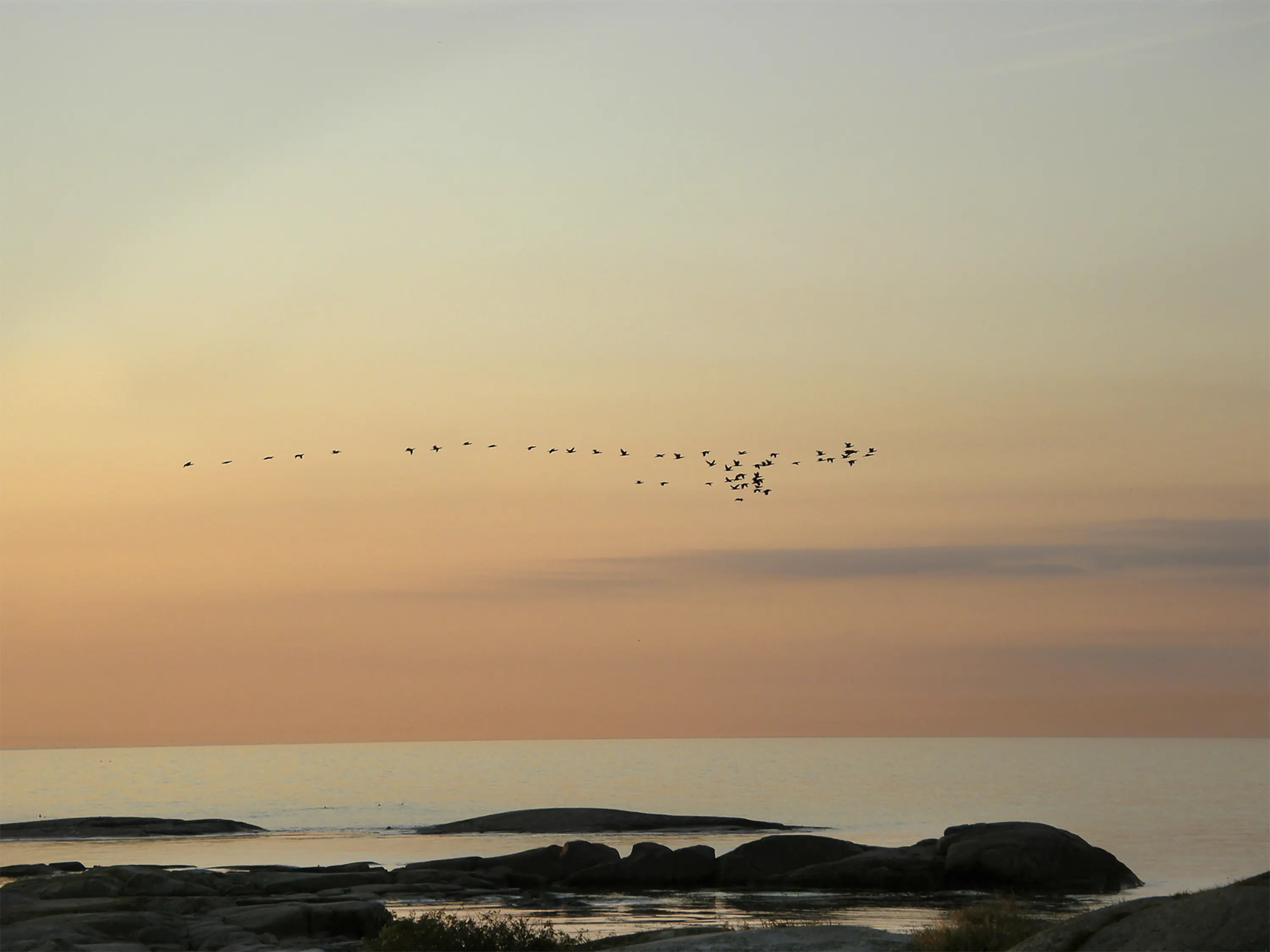Fågelsträck över Utklippan