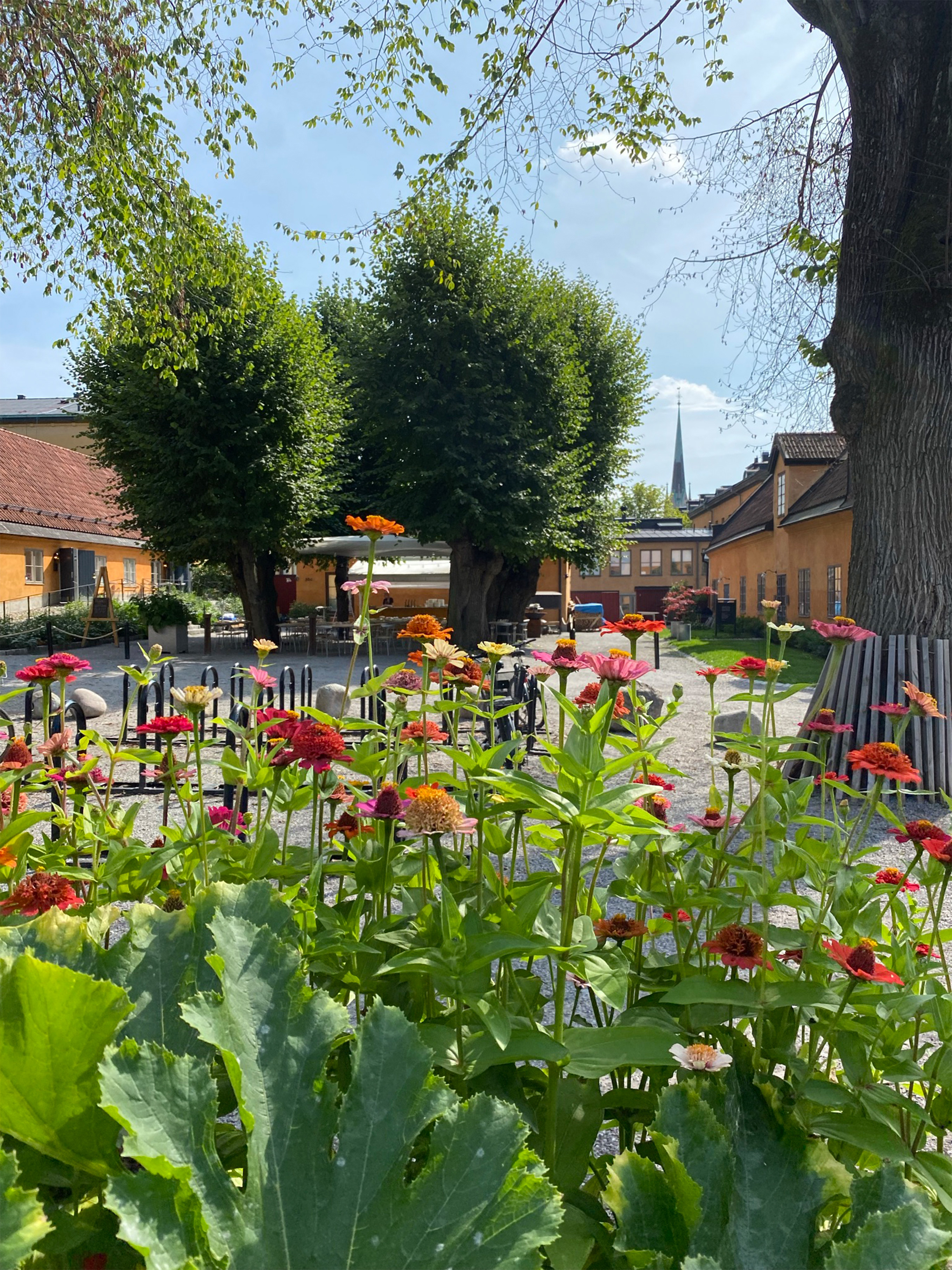 Restaurang Oxenstiernan i kvarteret Krubban sedd genom blomsterrabatt