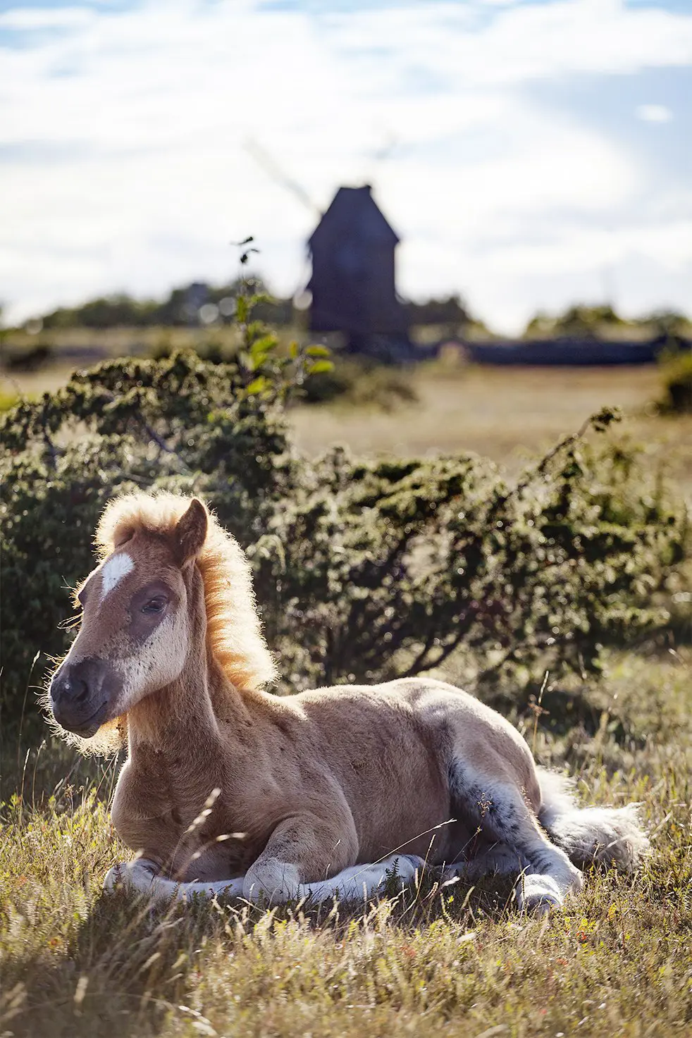 Vilande häst med väderkvarn i bakgrunden.
