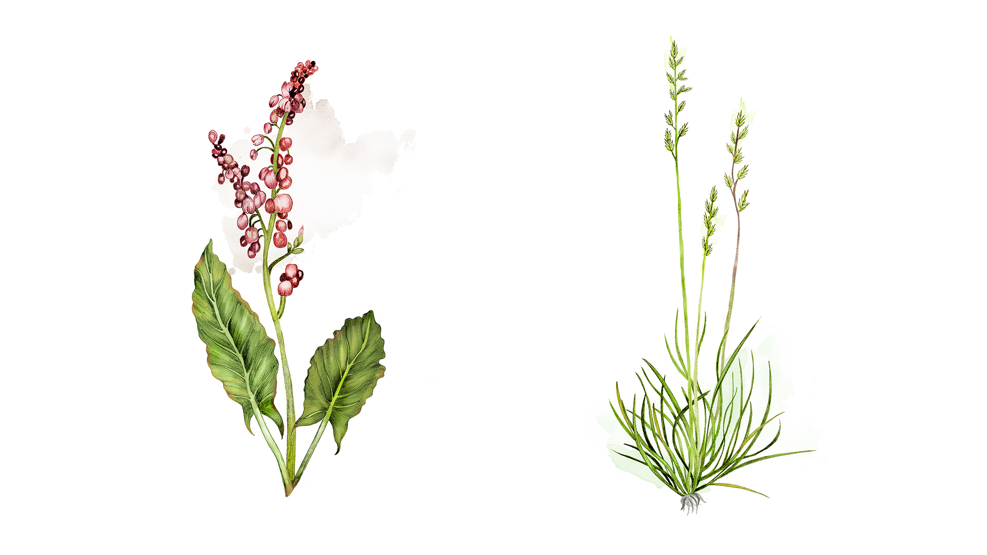 Ett collage med illustrationer av växter, målade i akvarell. Till vänster en växt med små, droppformade rosa blommor som sitter som i klasar. Till höger ett typ av gräs, ljust grönt med flikiga strån.