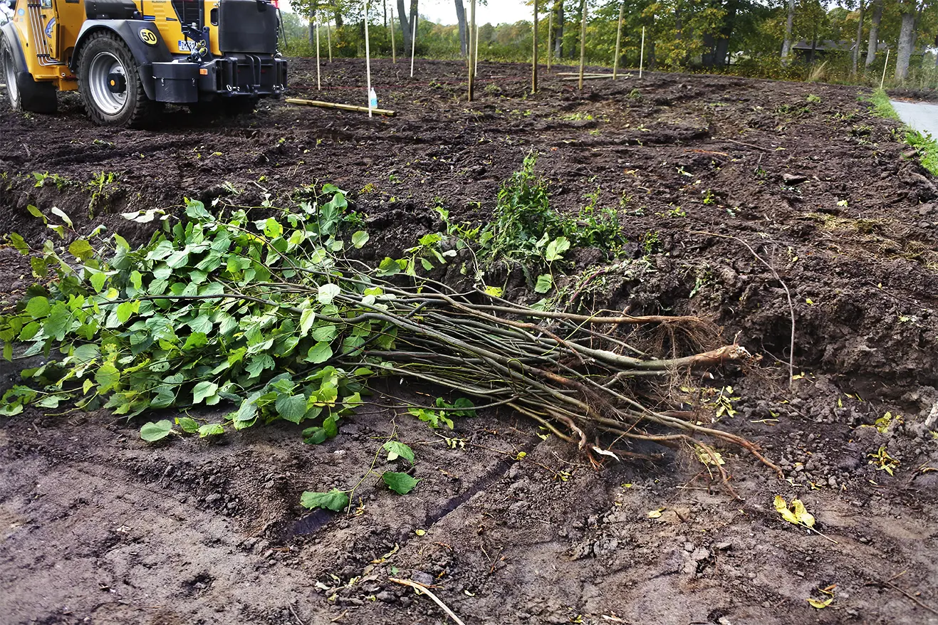 Nyskördade rotskott av parklind som fått växa till sig vid lindarna i klosterruinen. De ska nu ställas i plantskolan för att växa sig starka.