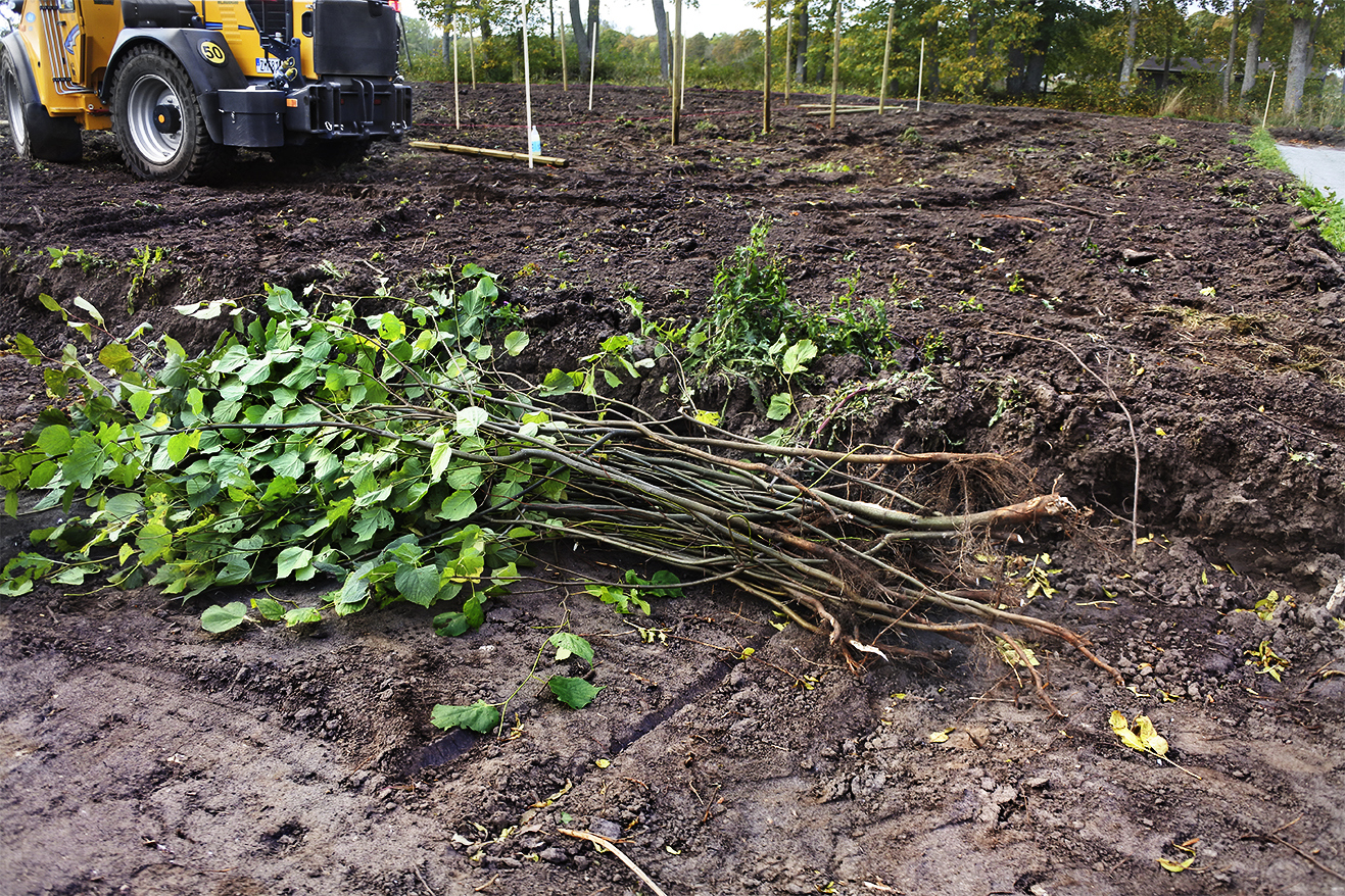 Nyskördade rotskott av parklind som fått växa till sig vid lindarna i klosterruinen. De ska nu ställas i plantskolan för att växa sig starka.