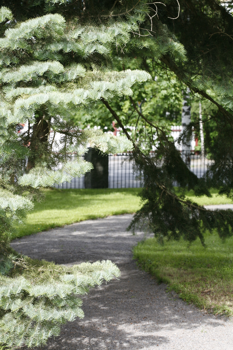 Olika barr-träd vid en gång-stig i Umeå residens park.