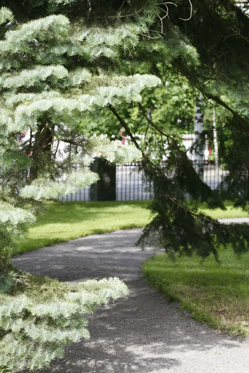 Olika barr-träd vid en gång-stig i Umeå residens park.