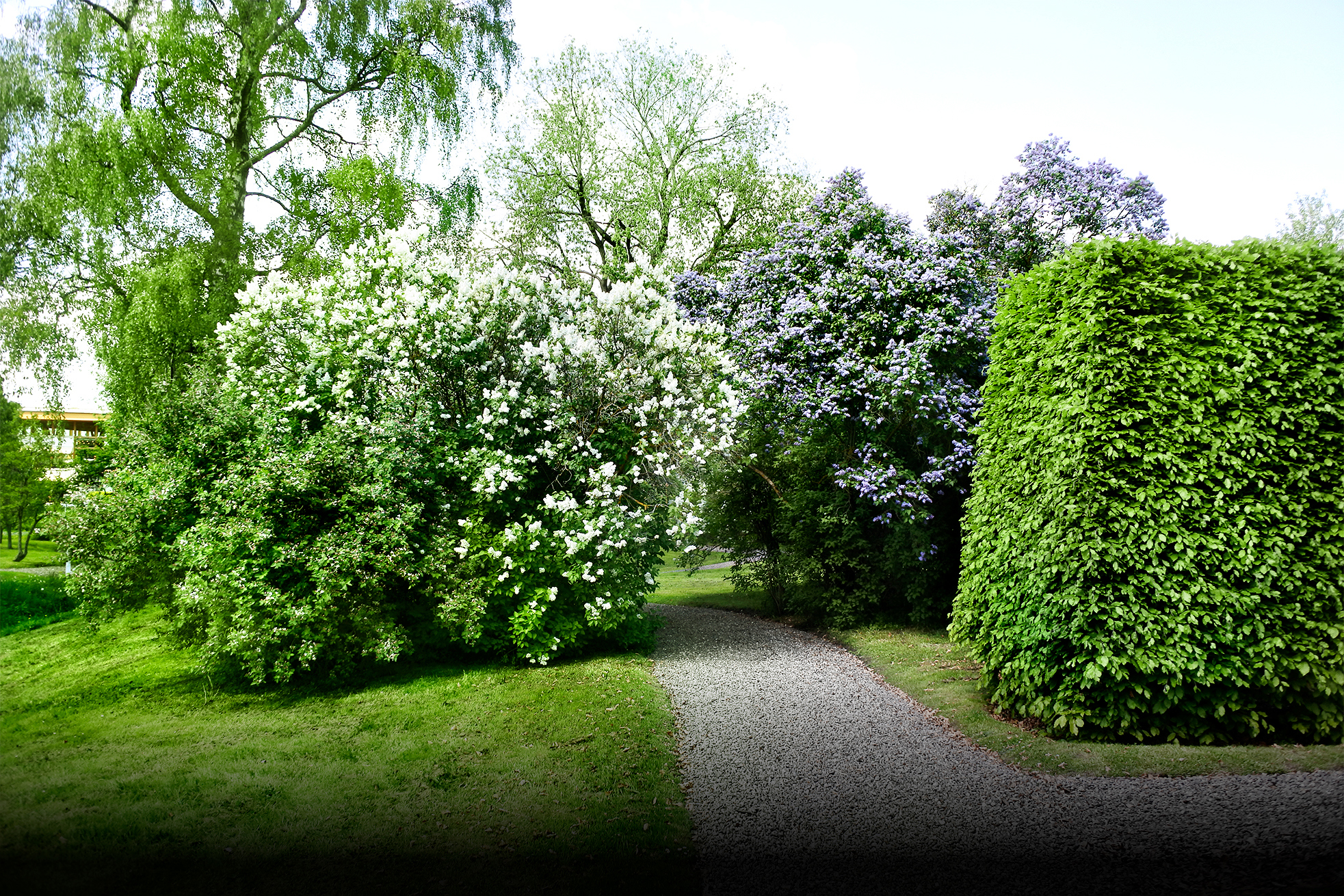 Blommande träd på var sida om en grusgång.